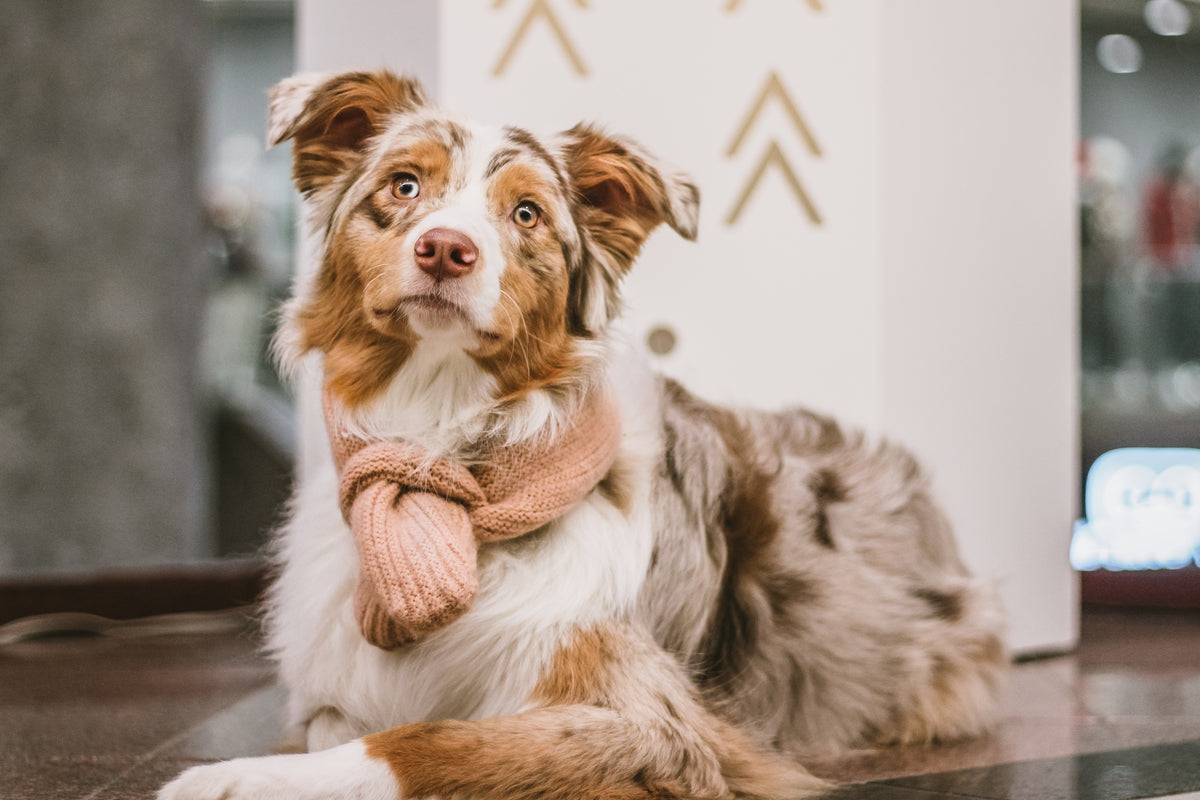 comment faire un foulard pour chien