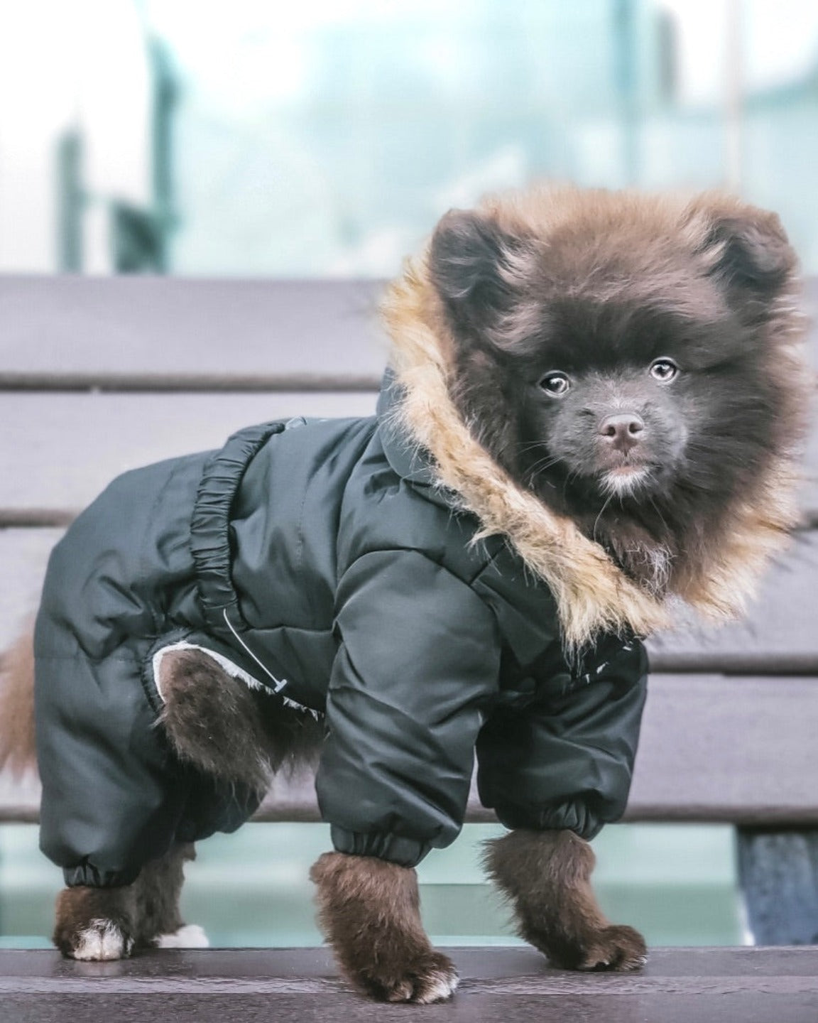 manteau-chien-mondain-habit-neige
