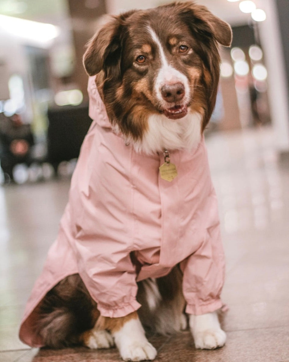 Imperméable pour Animaux De Compagnie Couleur Bonbon Bande Réfléchissante  Chien Imperméable Coupe-Vent Et Imperméable Chien Capuche Imperméable  Vêtements De Plein Air pour Animaux De Compagn : : Animalerie