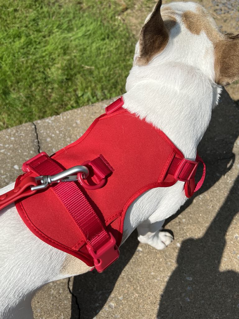 Le harnais pour chien rouge à doublure