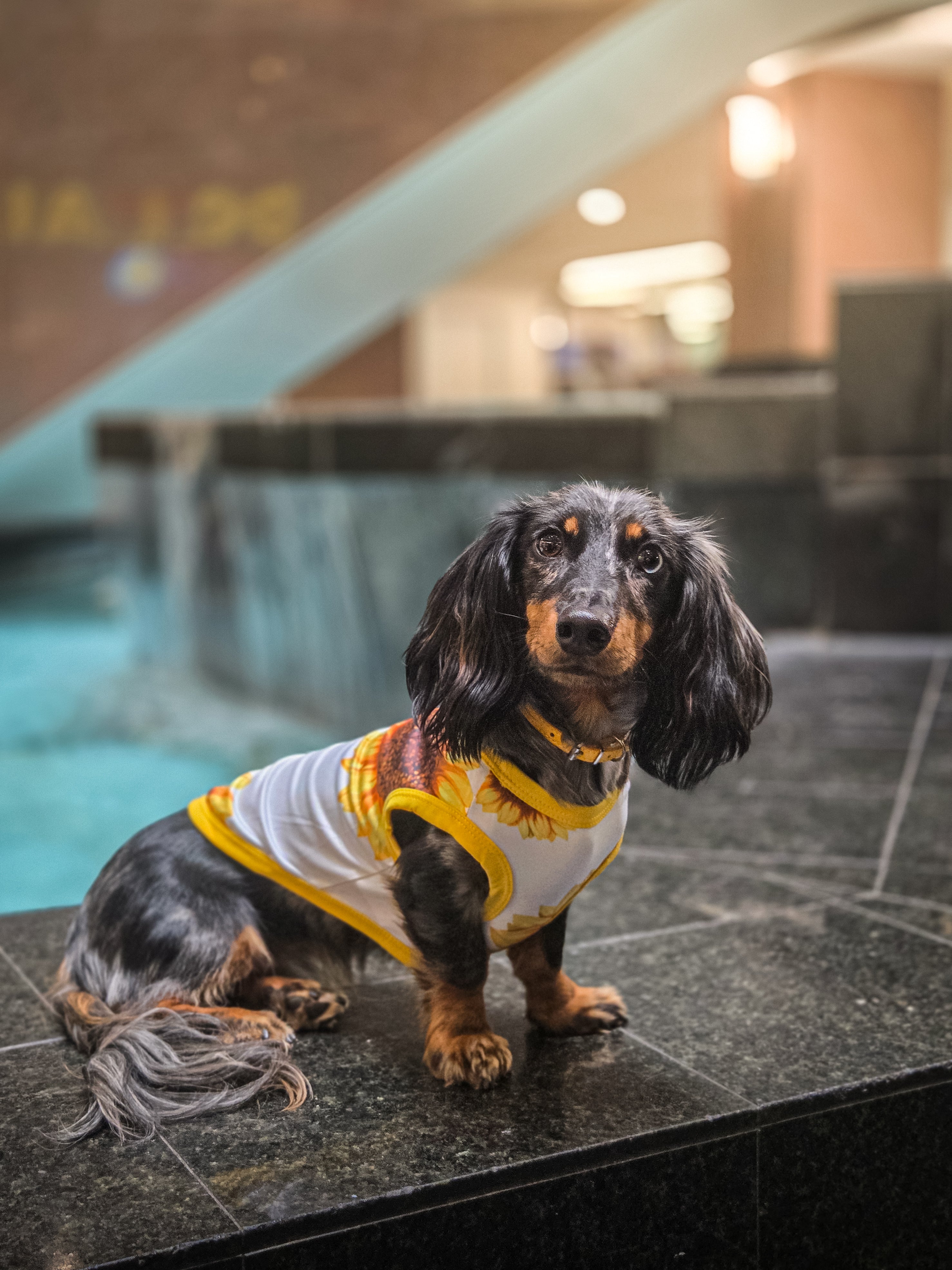 Le chandail pour chien tournesol