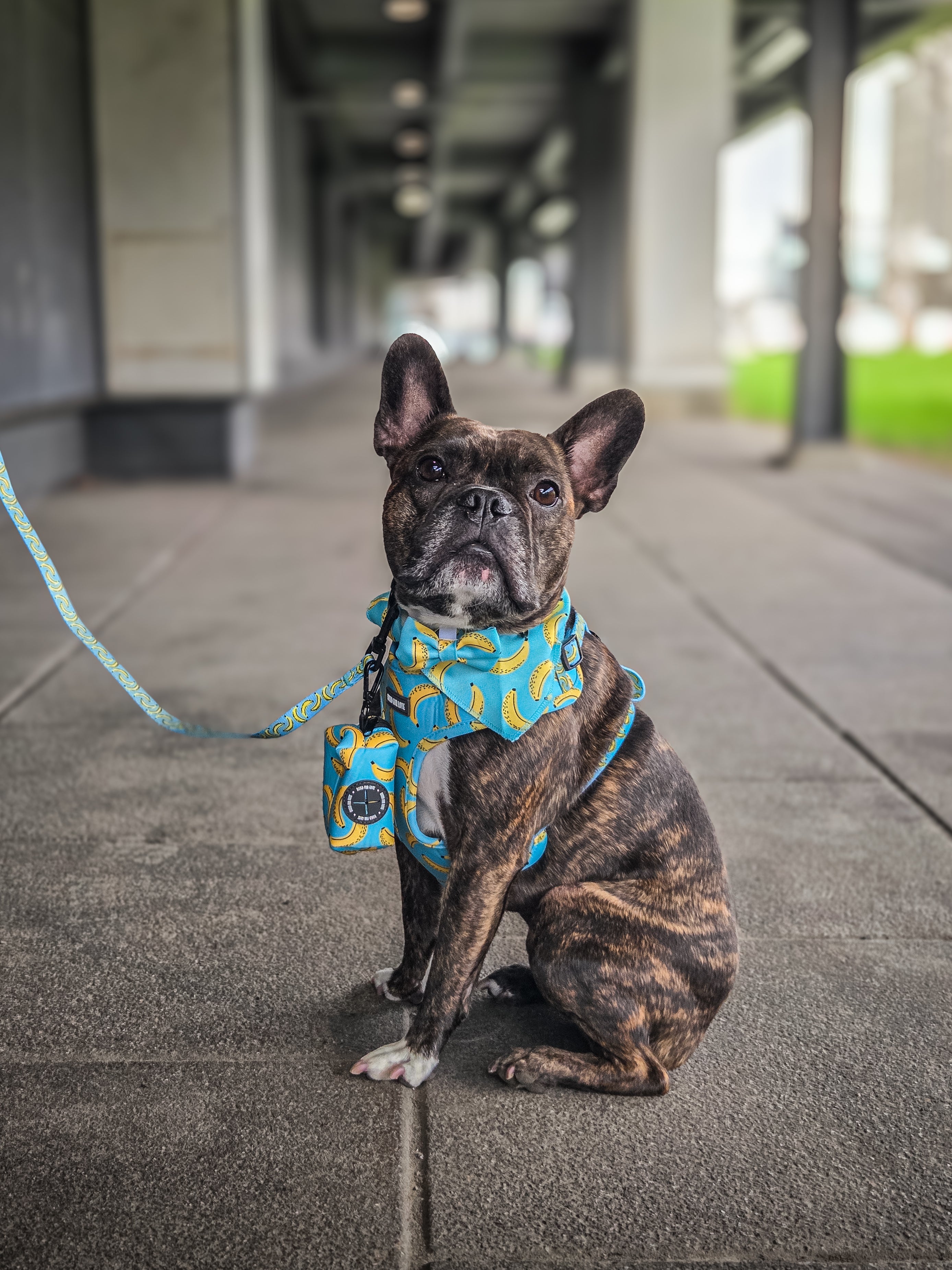 L'ensemble de marche pour chien banane