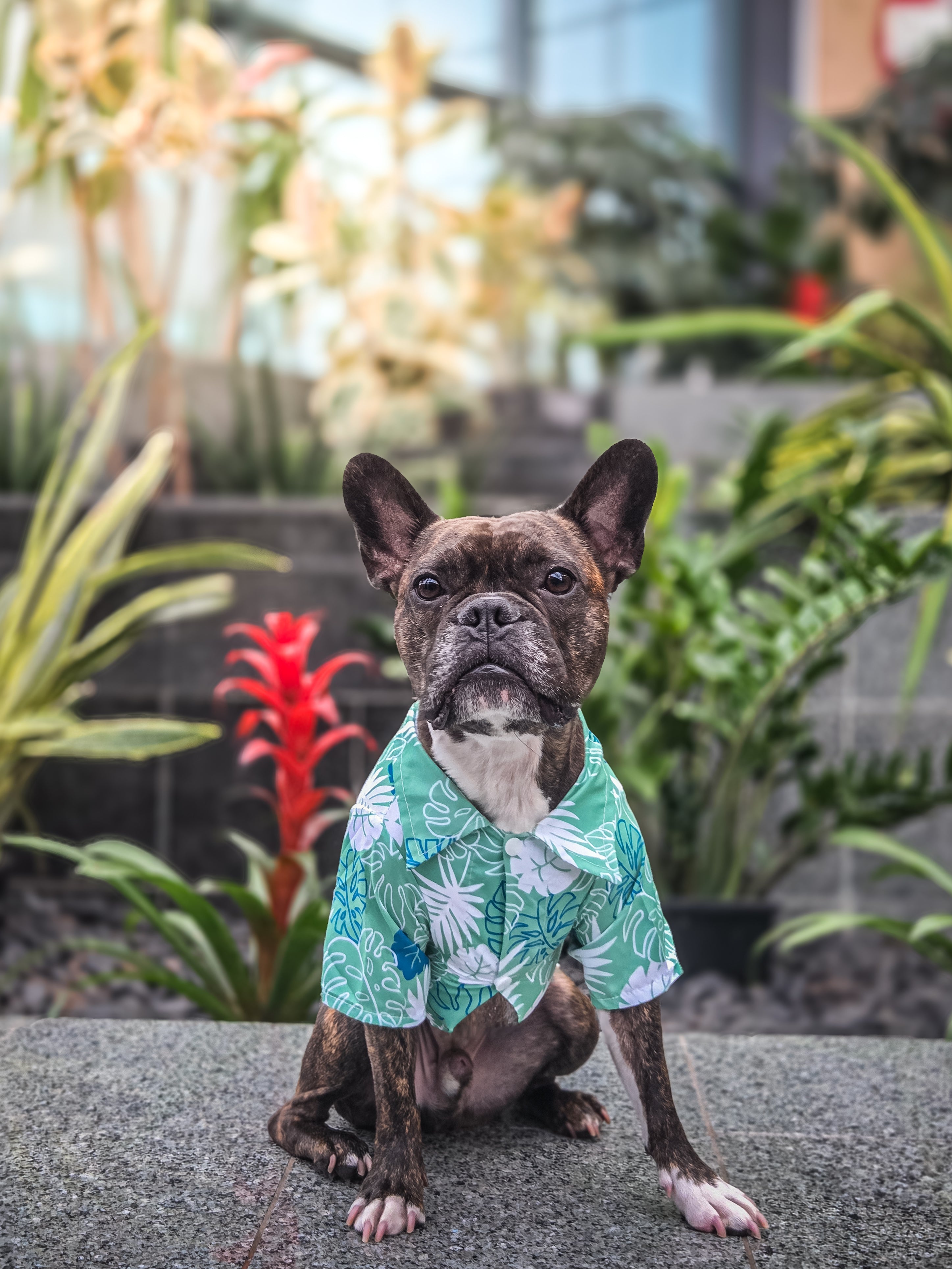 La chemise pour chien hawaïenne