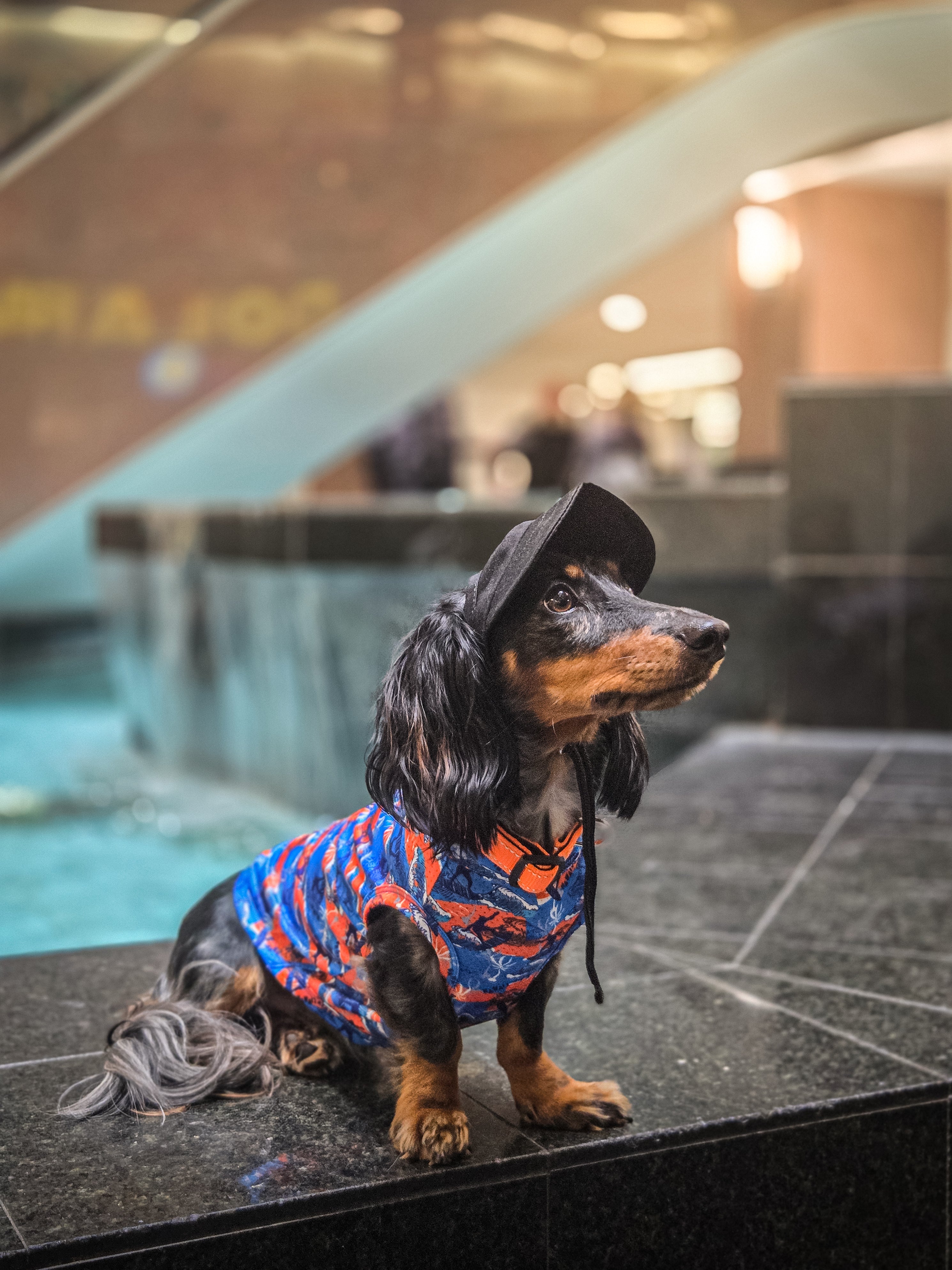 Le chandail UV pour chien