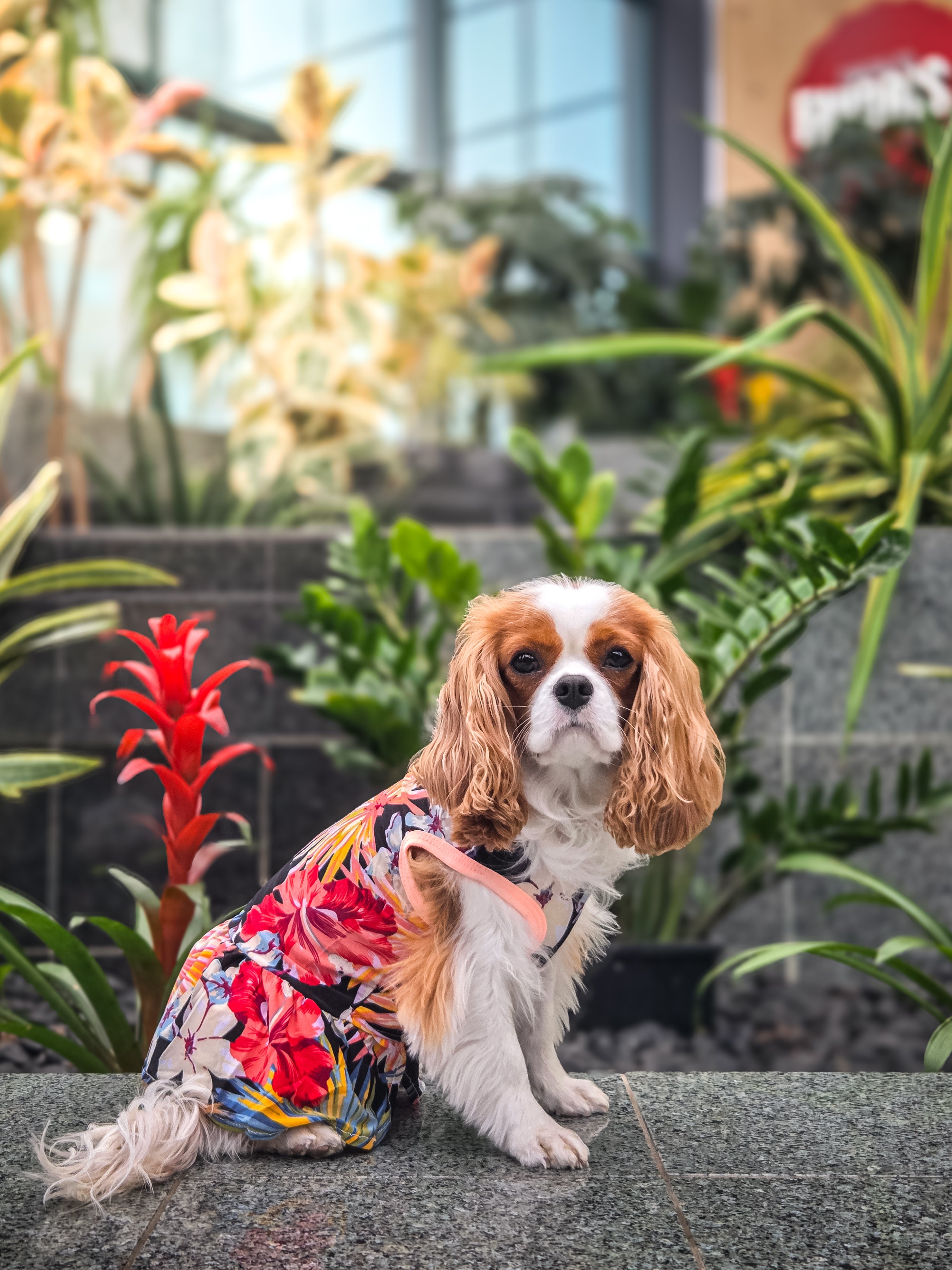 La robe pour chien fleurs jungle