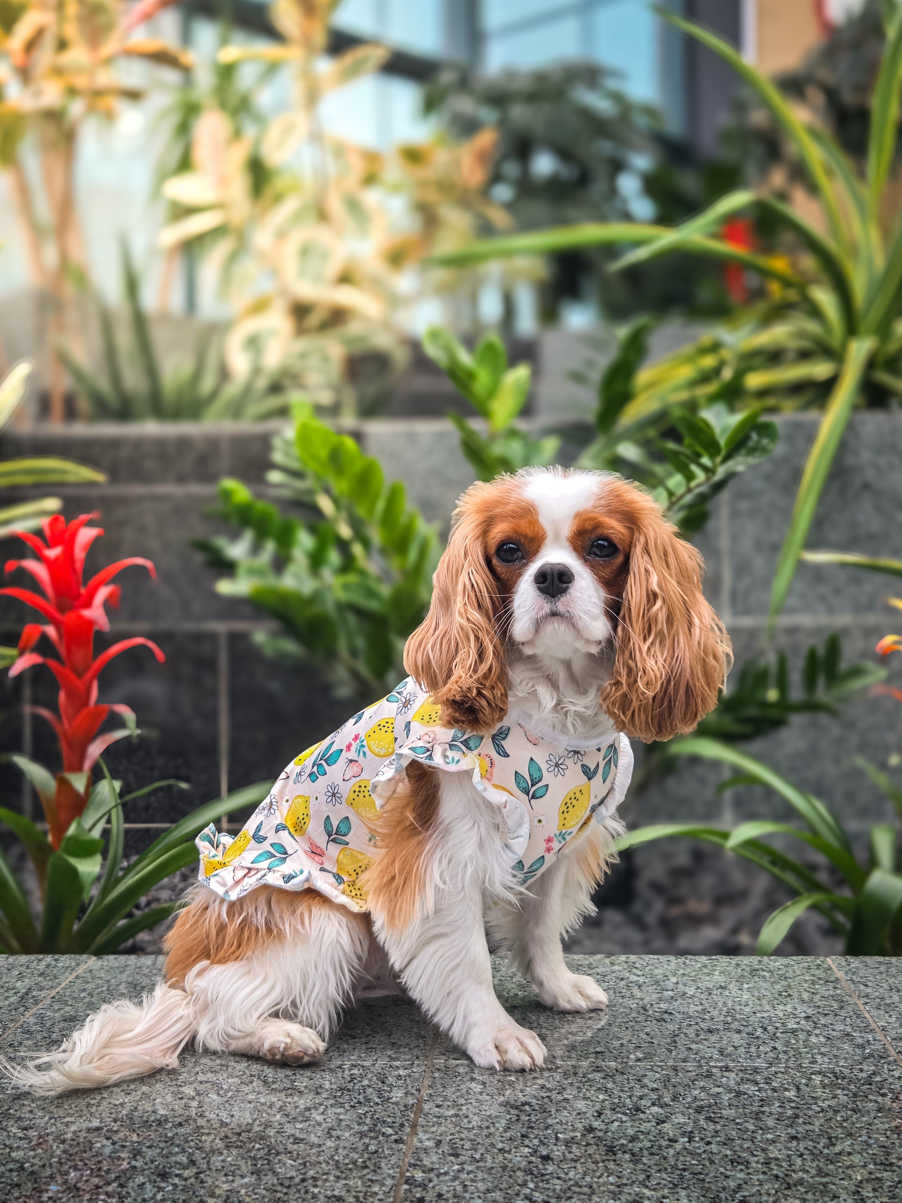 La tenue d'été pour chien à motifs