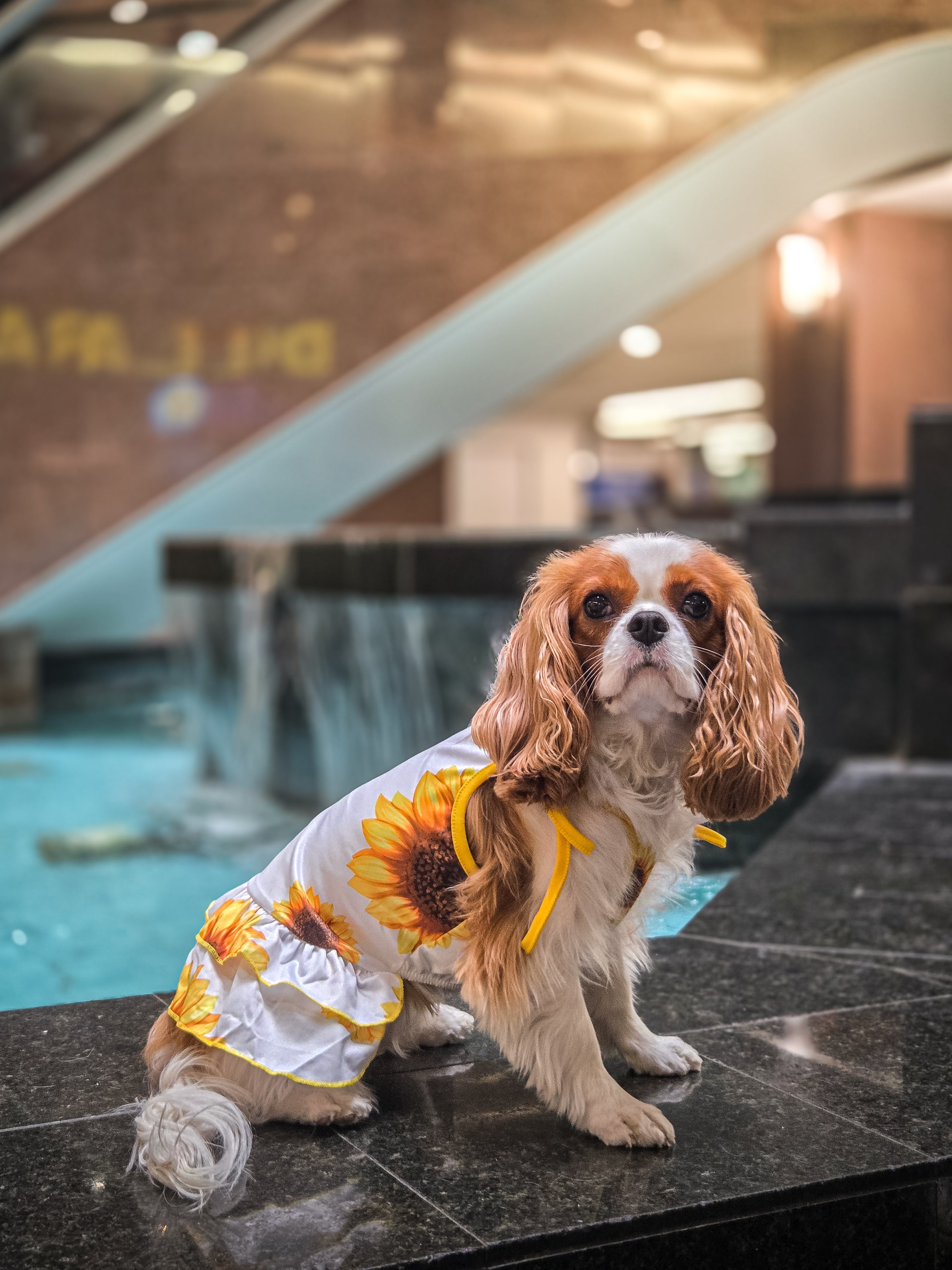 La robe pour chien tournesol
