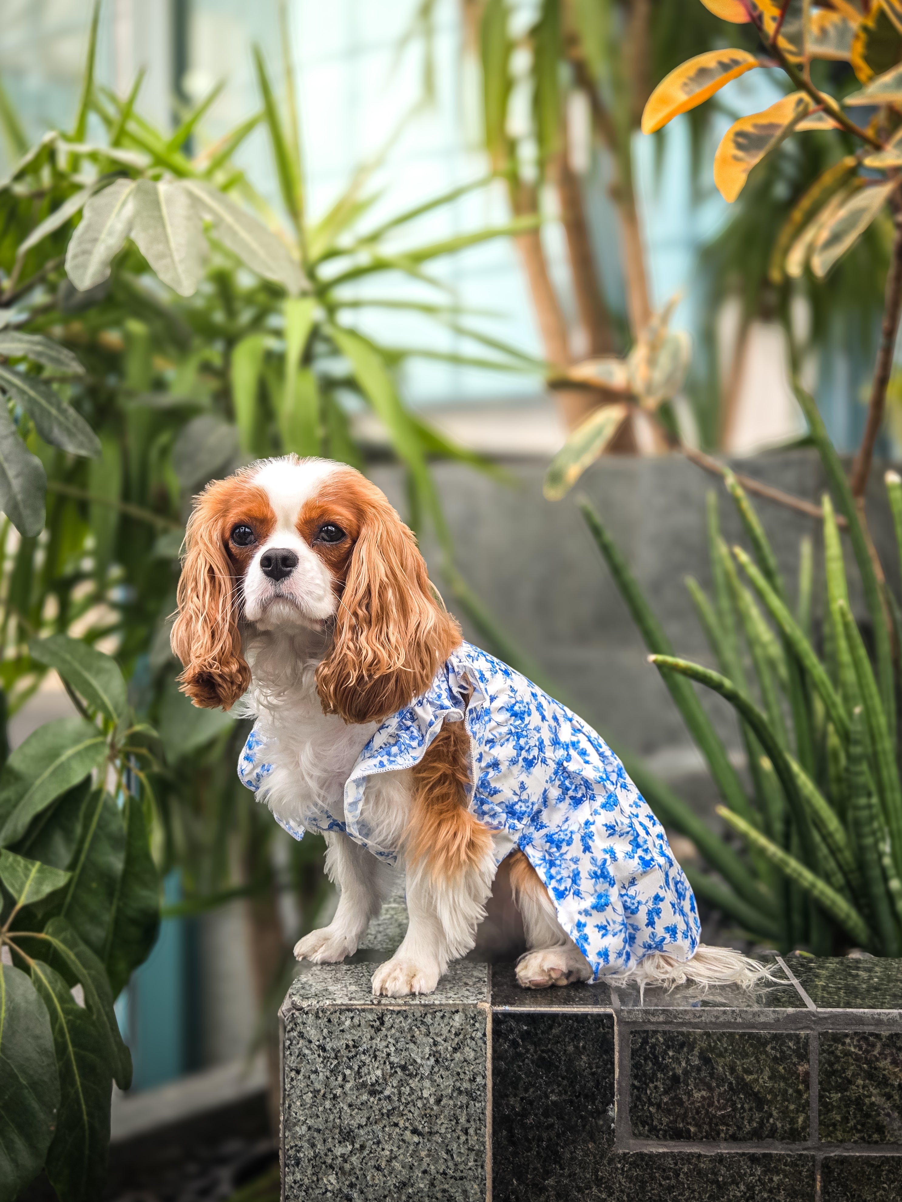 La robe pour chien bleue fleurie