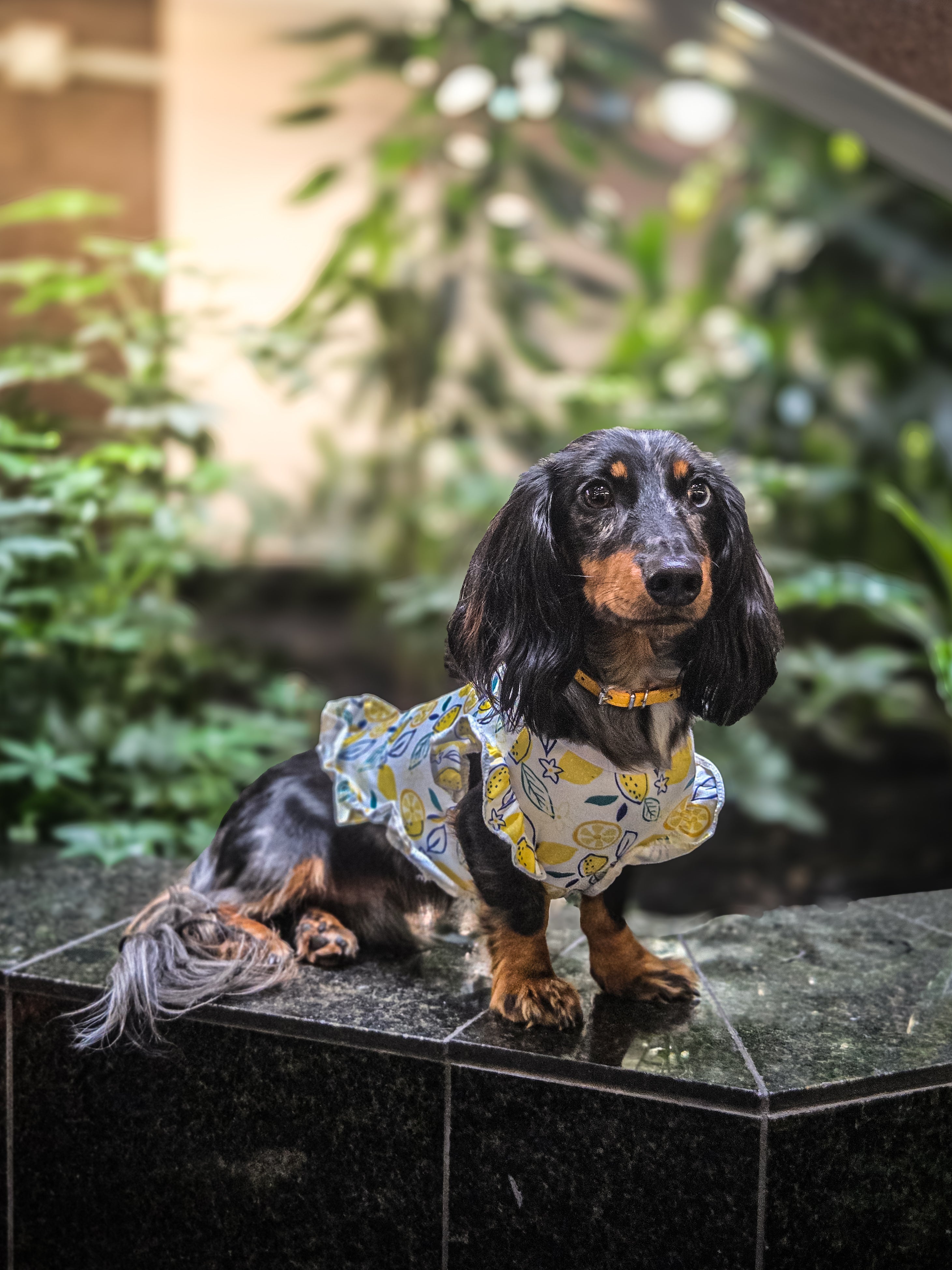 La tenue d'été pour chien à motifs