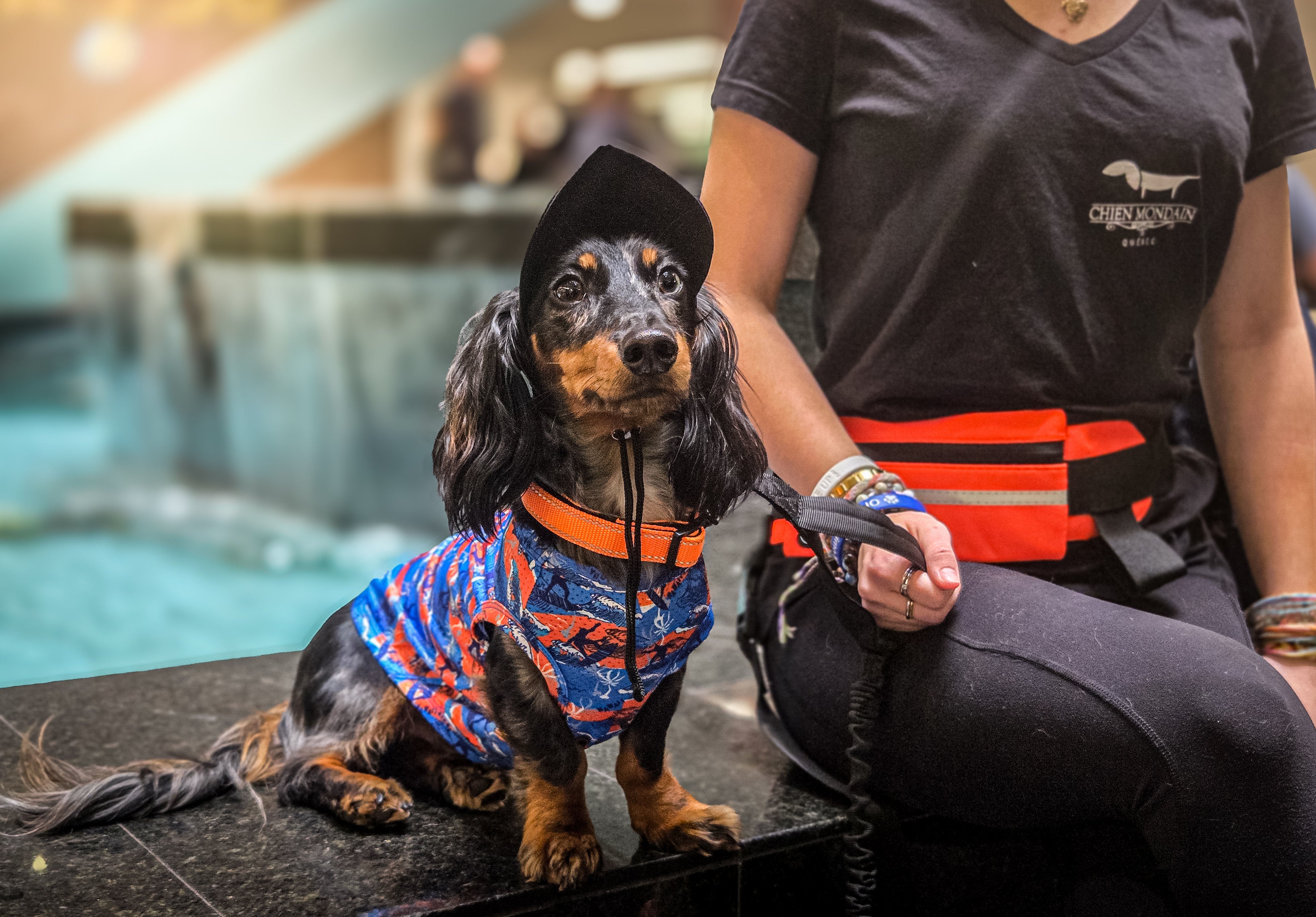 La ceinture de course pour chien avec rangement