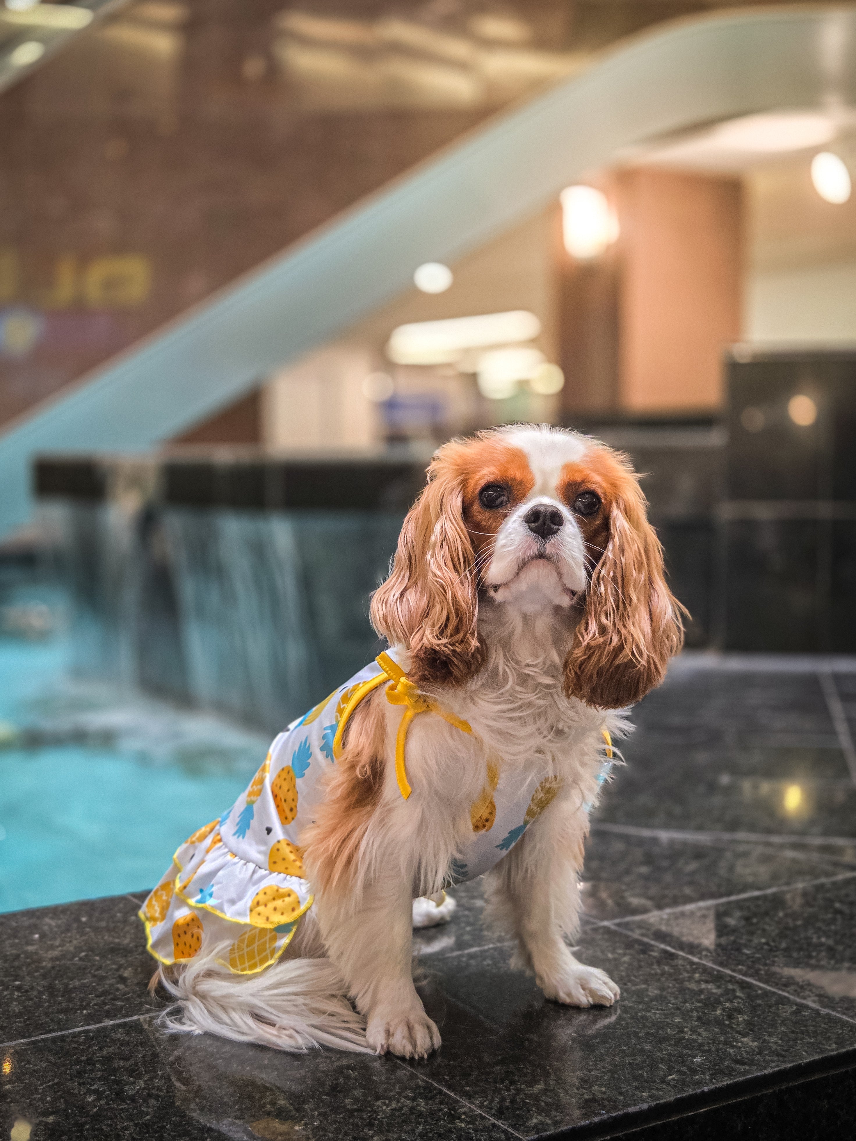 La robe pour chien ananas