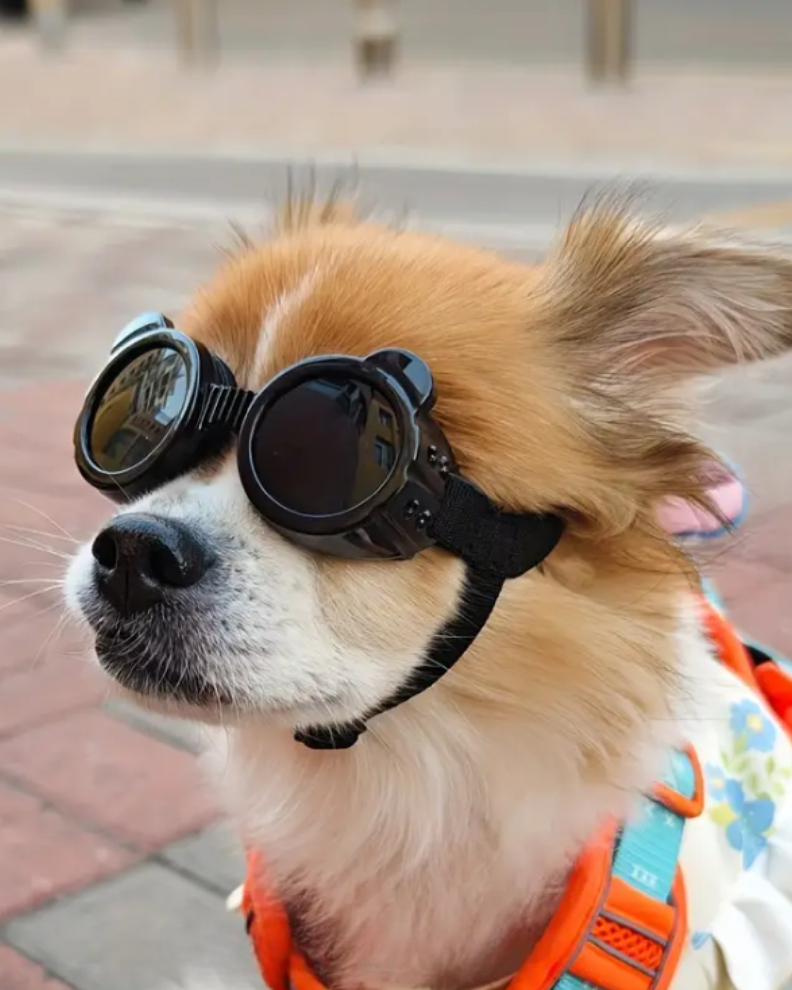 Les lunettes UV pour chien