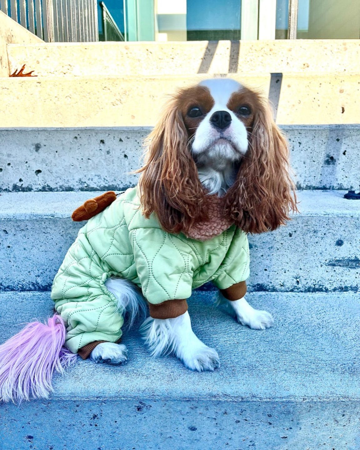 Le manteau pour chien quatre-pattes vert ourson