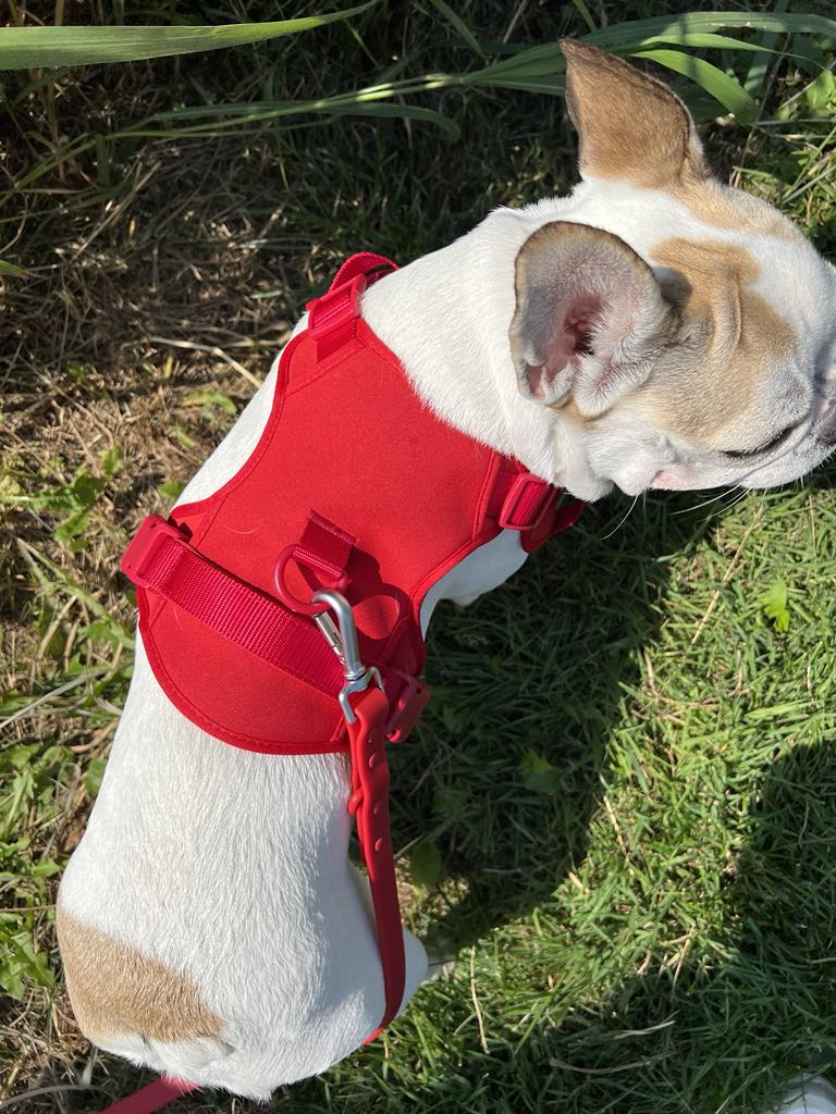 Le harnais pour chien rouge à doublure