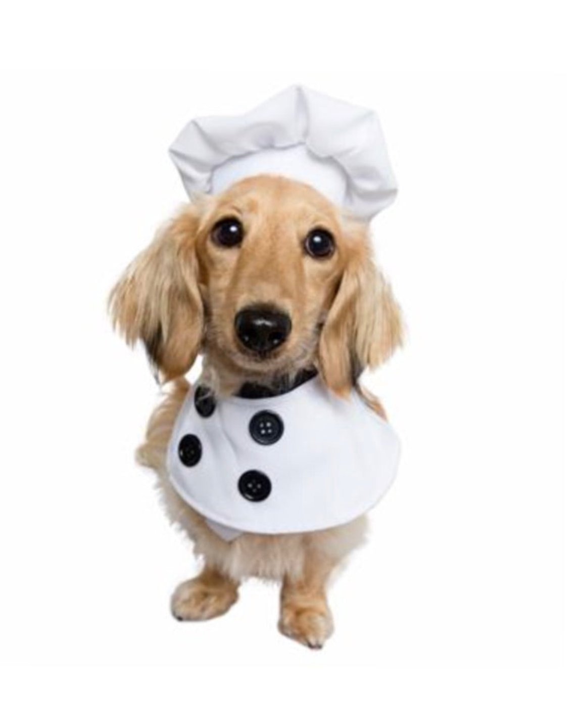 Le costume pour chien chef cuisinier