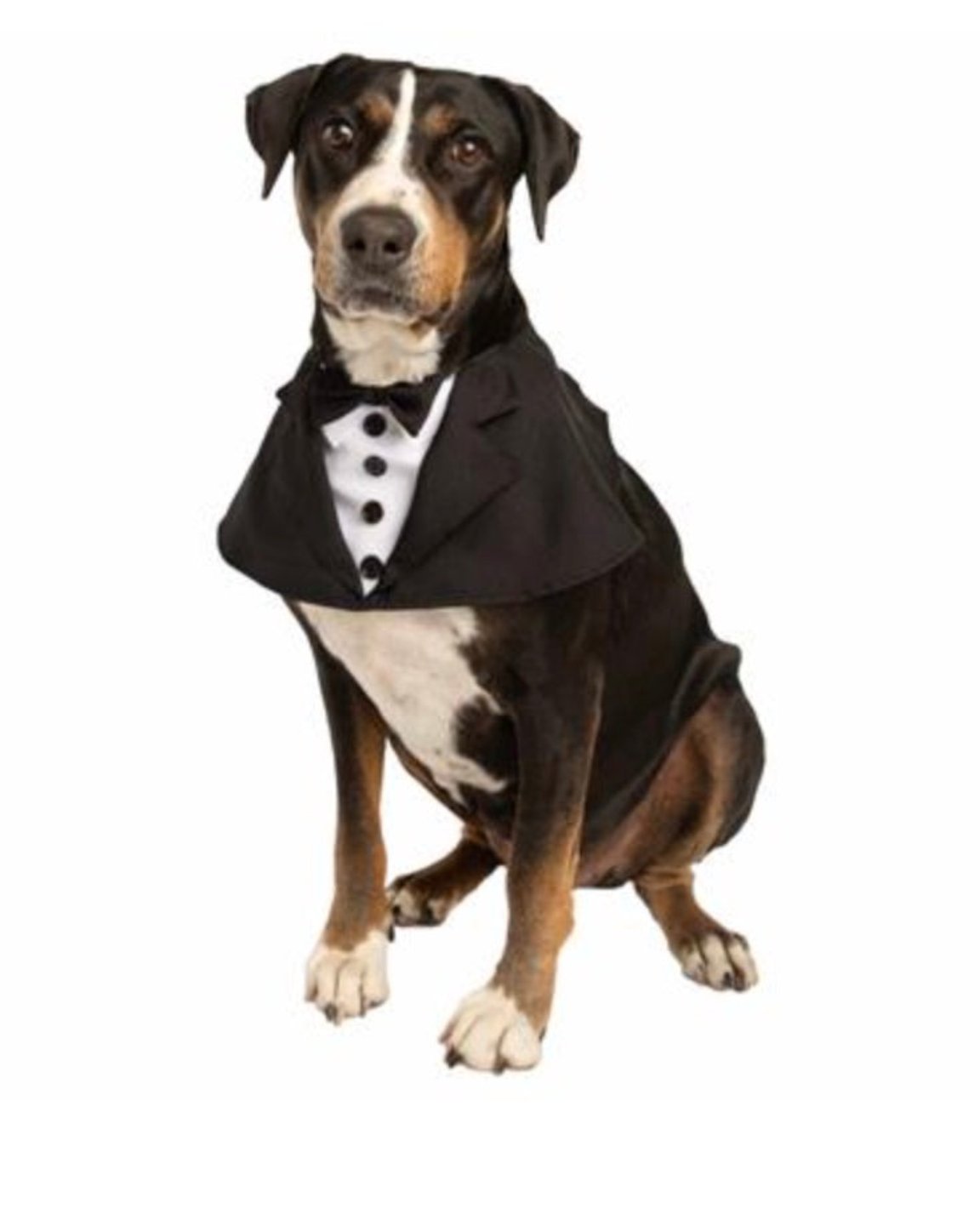 Le costume pour chien Tuxedo