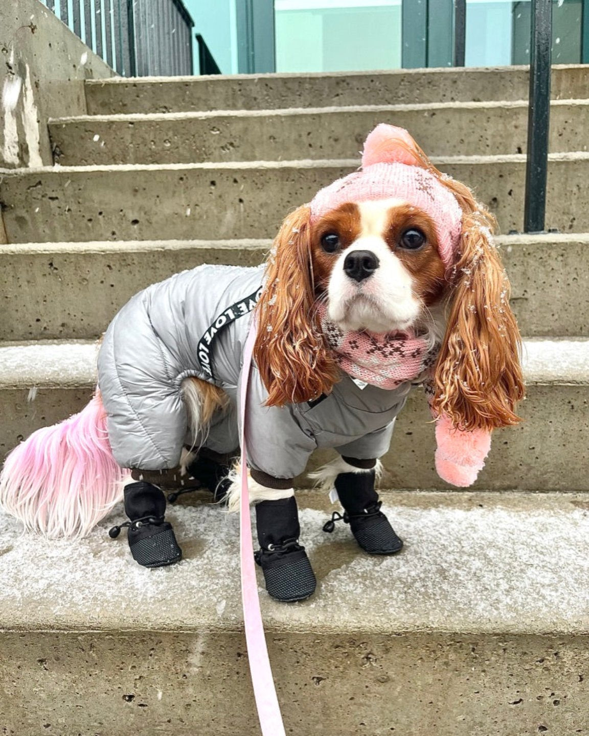 Le manteau pour chien quatre-pattes harnais