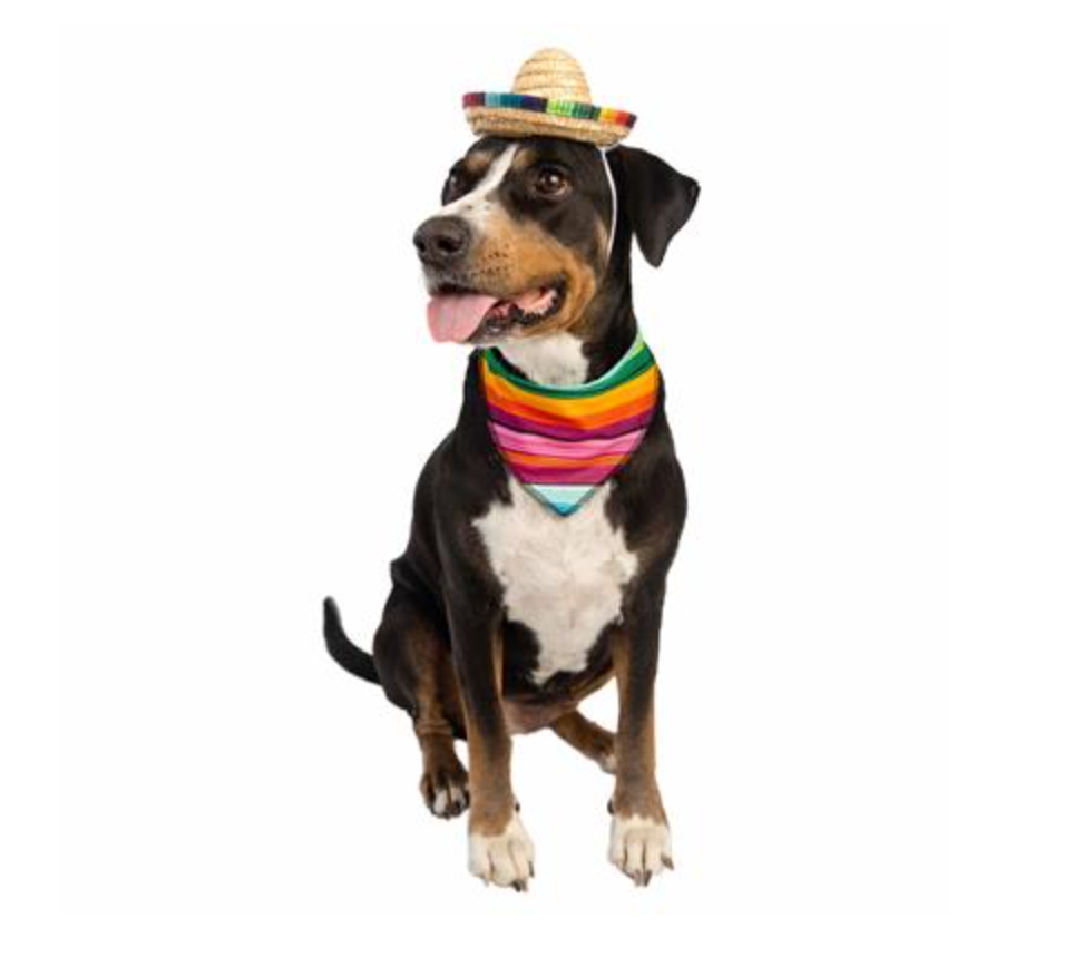 Le costume pour chien Sombrero