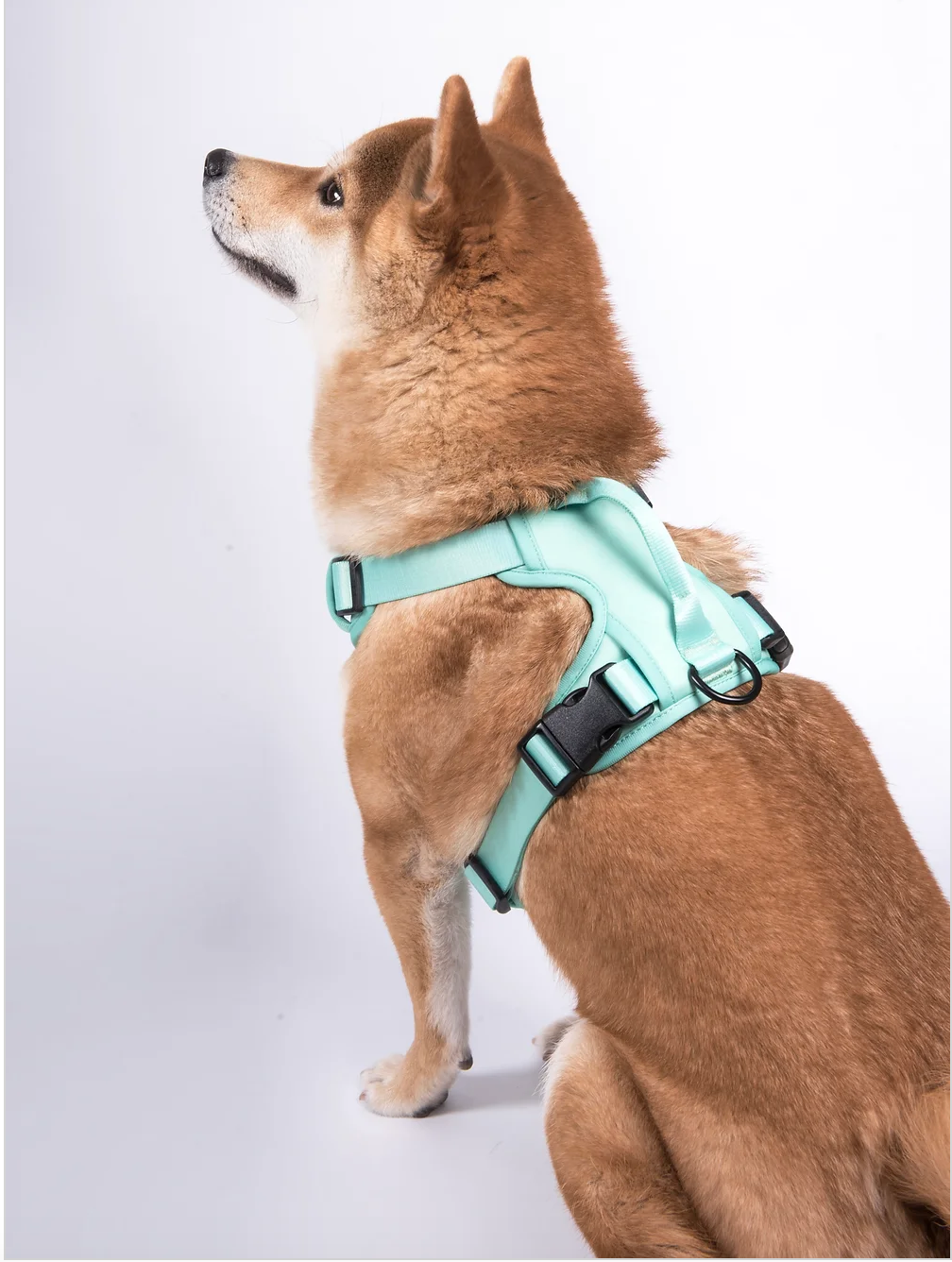 Le harnais Aiko pour chien néoprène Seafoam