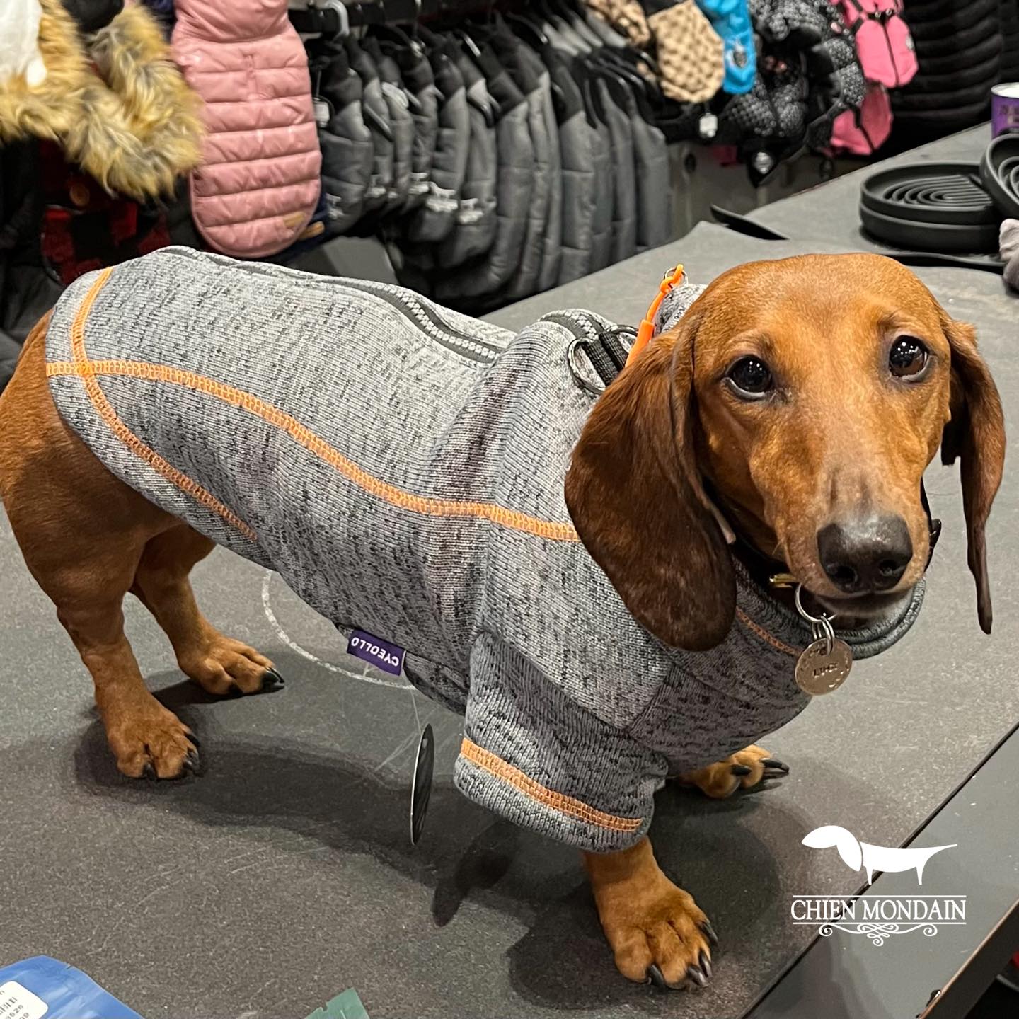 The sporty dog ​​jacket with integrated harness