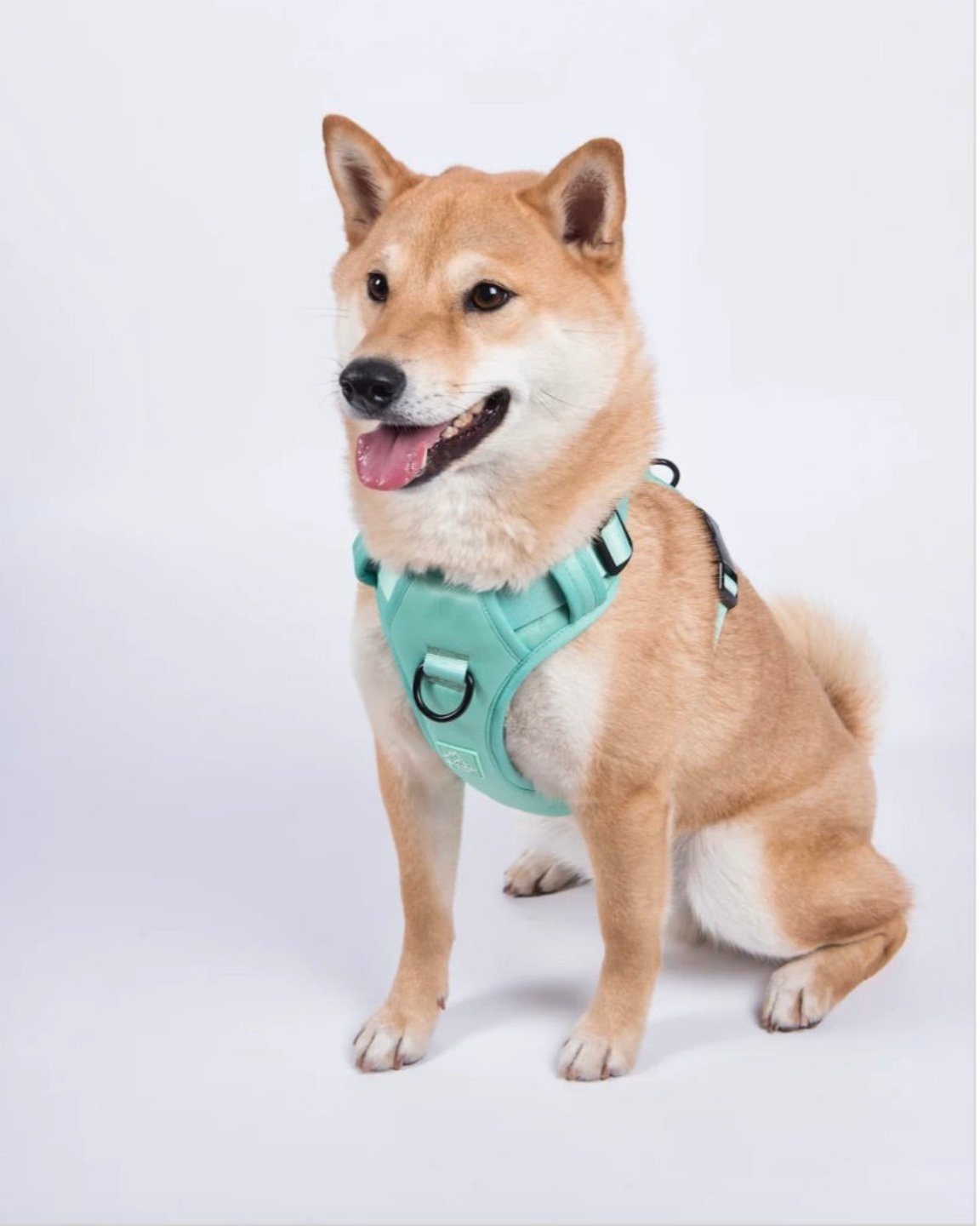 Le harnais Aiko pour chien néoprène Seafoam