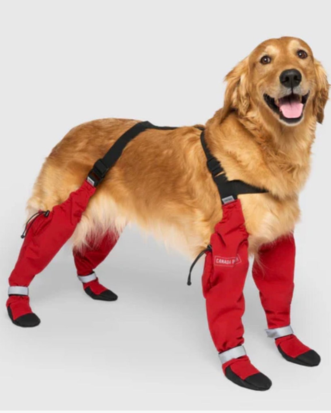 Les bottes pour chien à bretelles