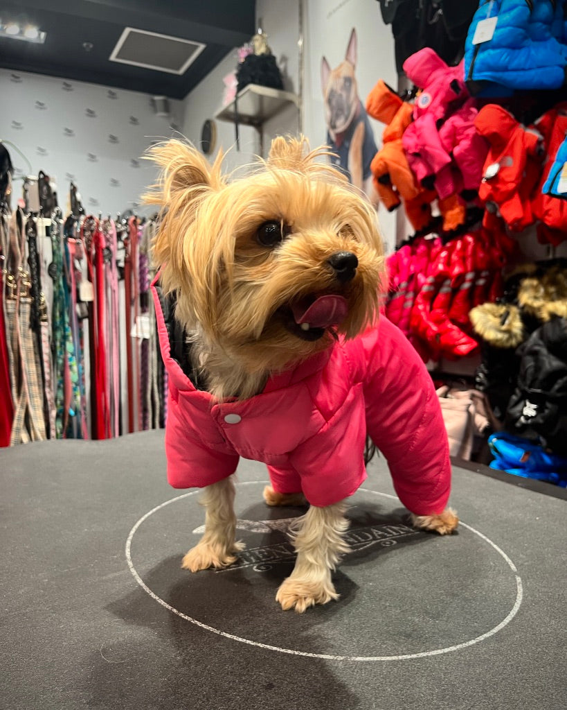 The four-legged dog coat set