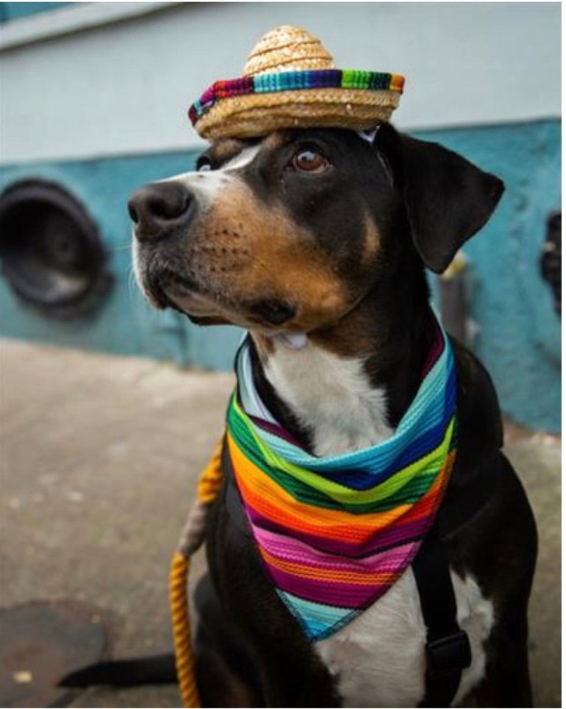 Le costume pour chien Sombrero