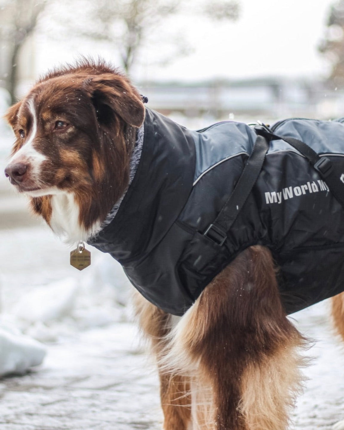 The sporty coat for large dogs