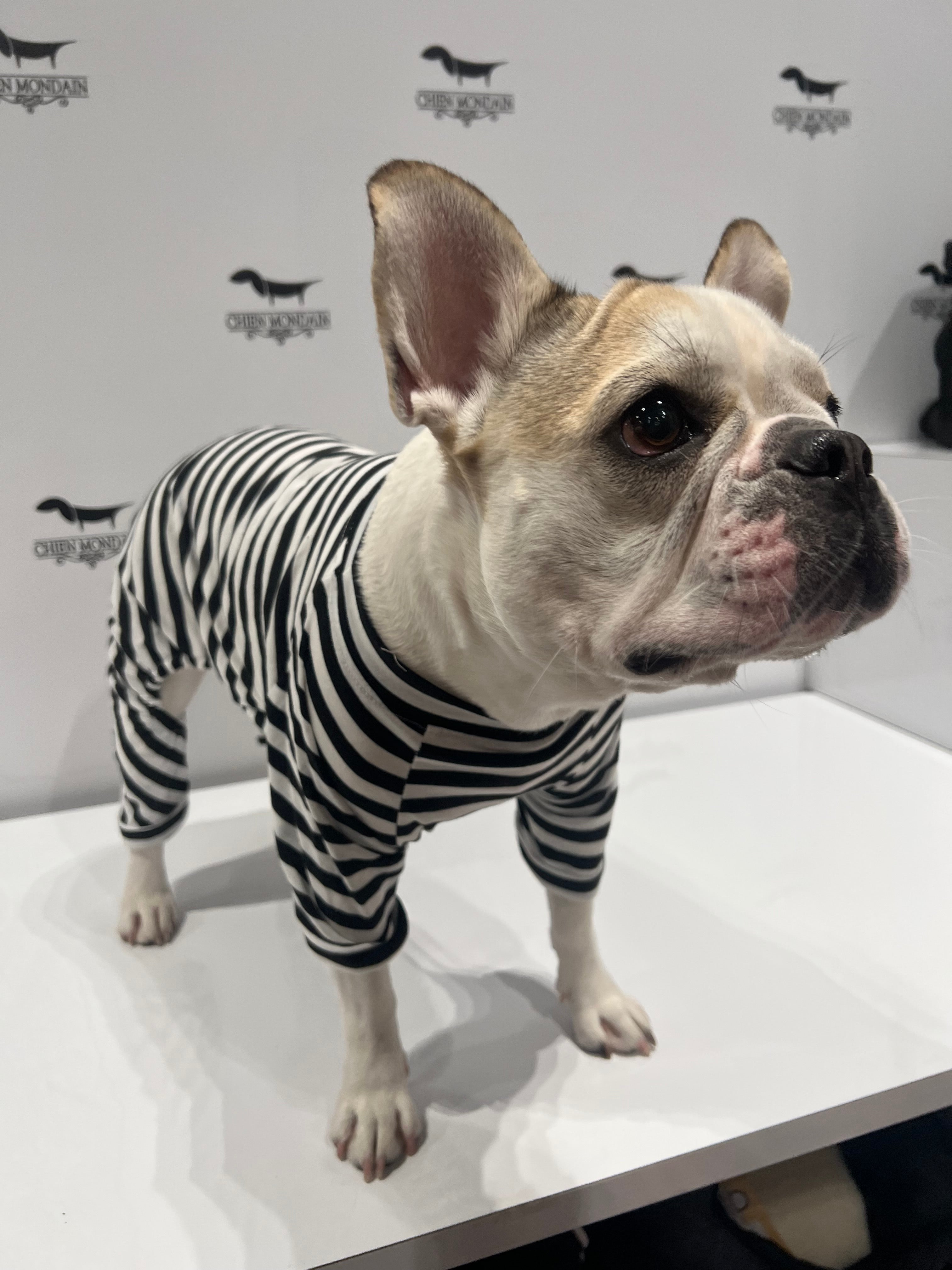 Le pyjama pour chien ligné noir et blanc