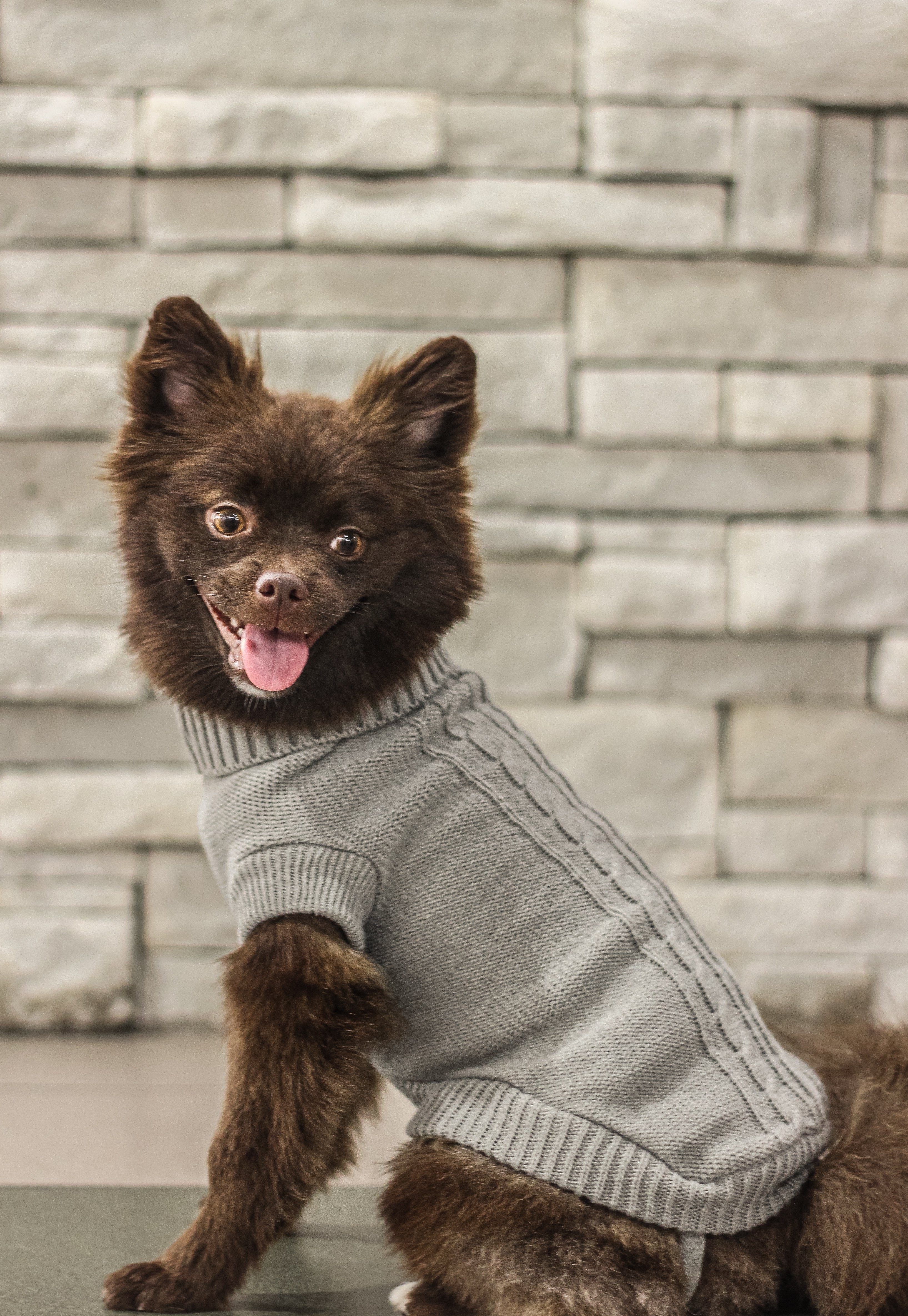 Dog knitwear