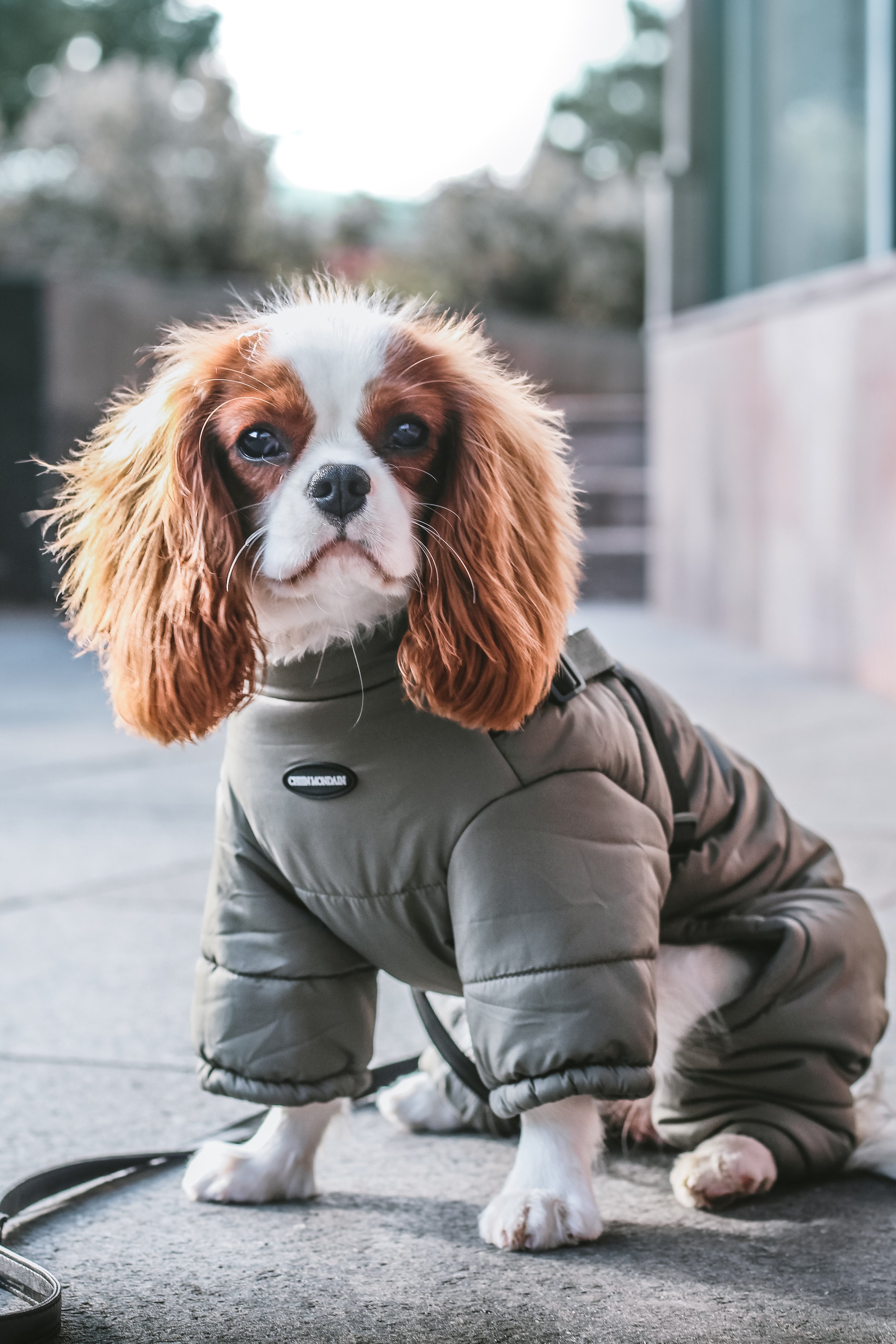 Dog Manteau Cavalier King Charles The Mondain Harness Winter Suit