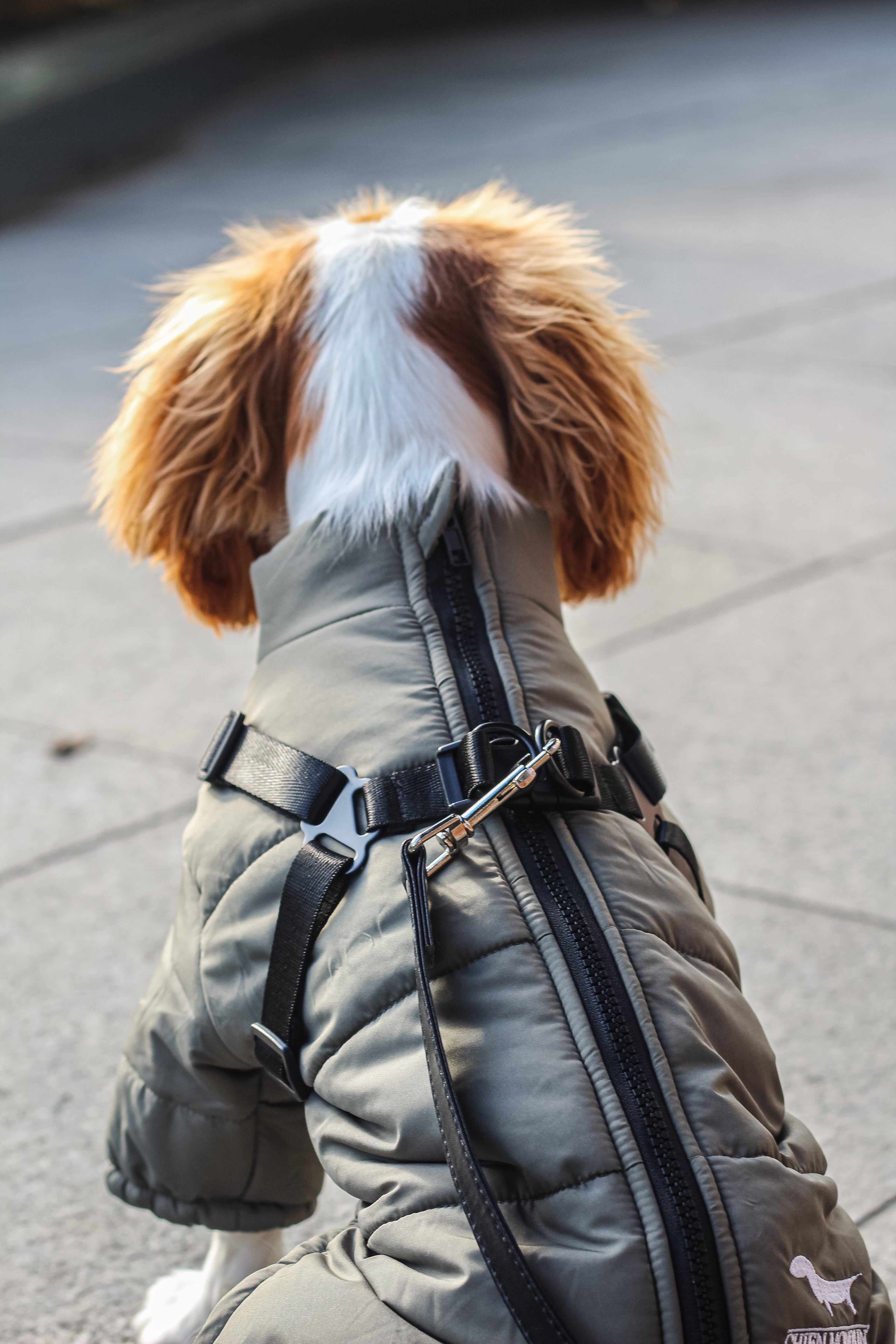 Le manteau mondain pour chien harnais