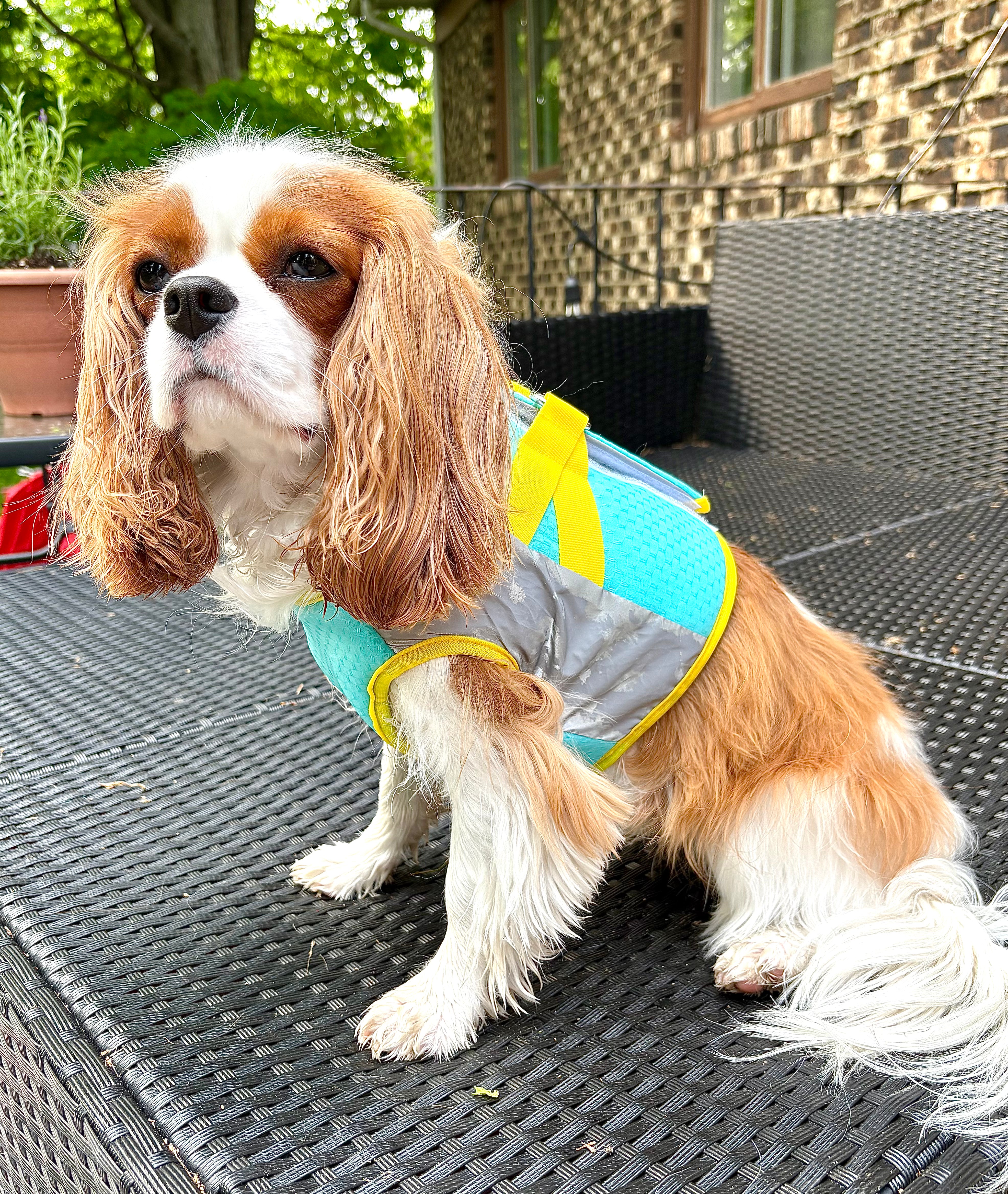 La veste rafraîchissante/harnais pour chien bleu et jaune