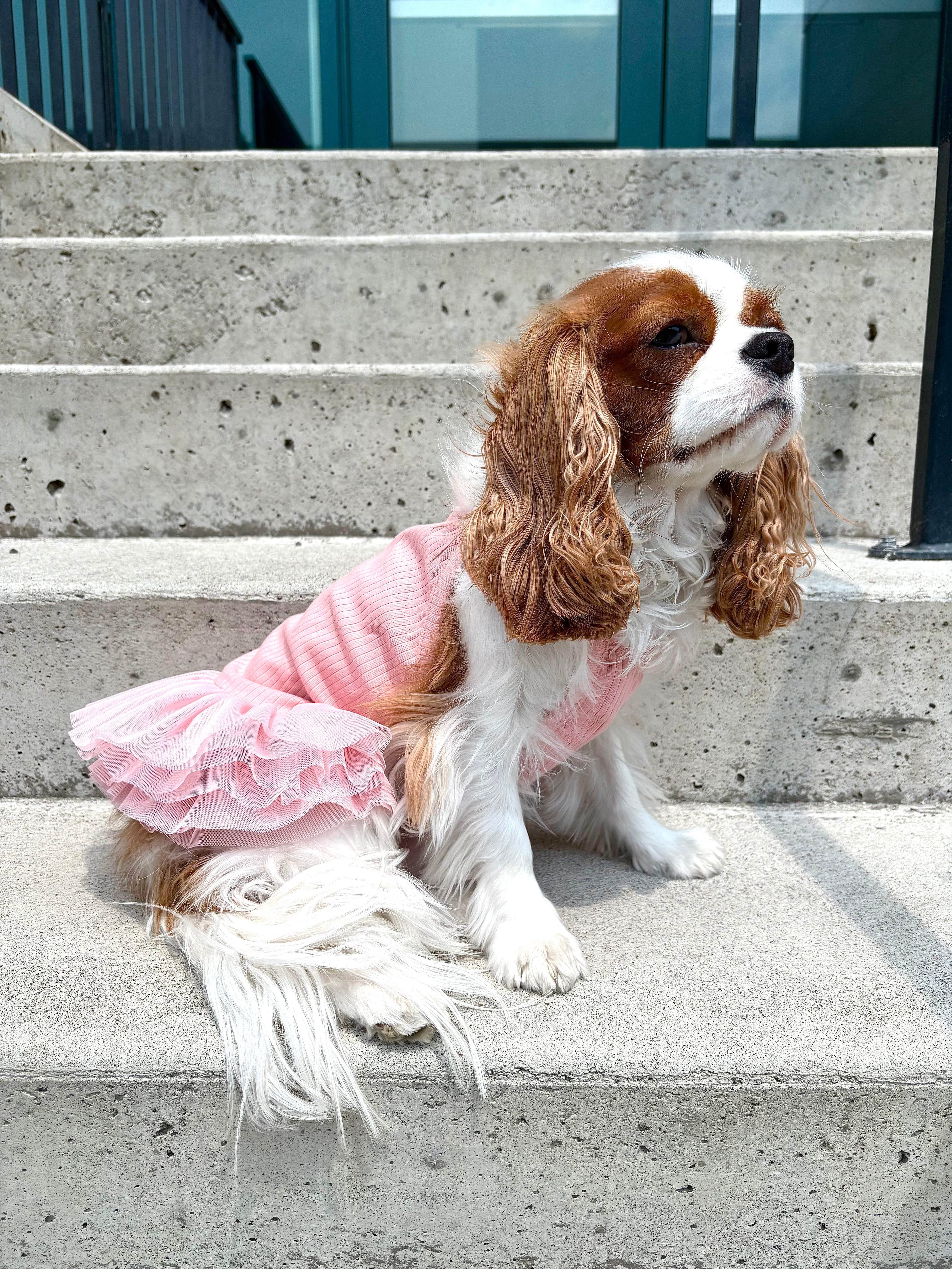 La robe pour chien ballerine
