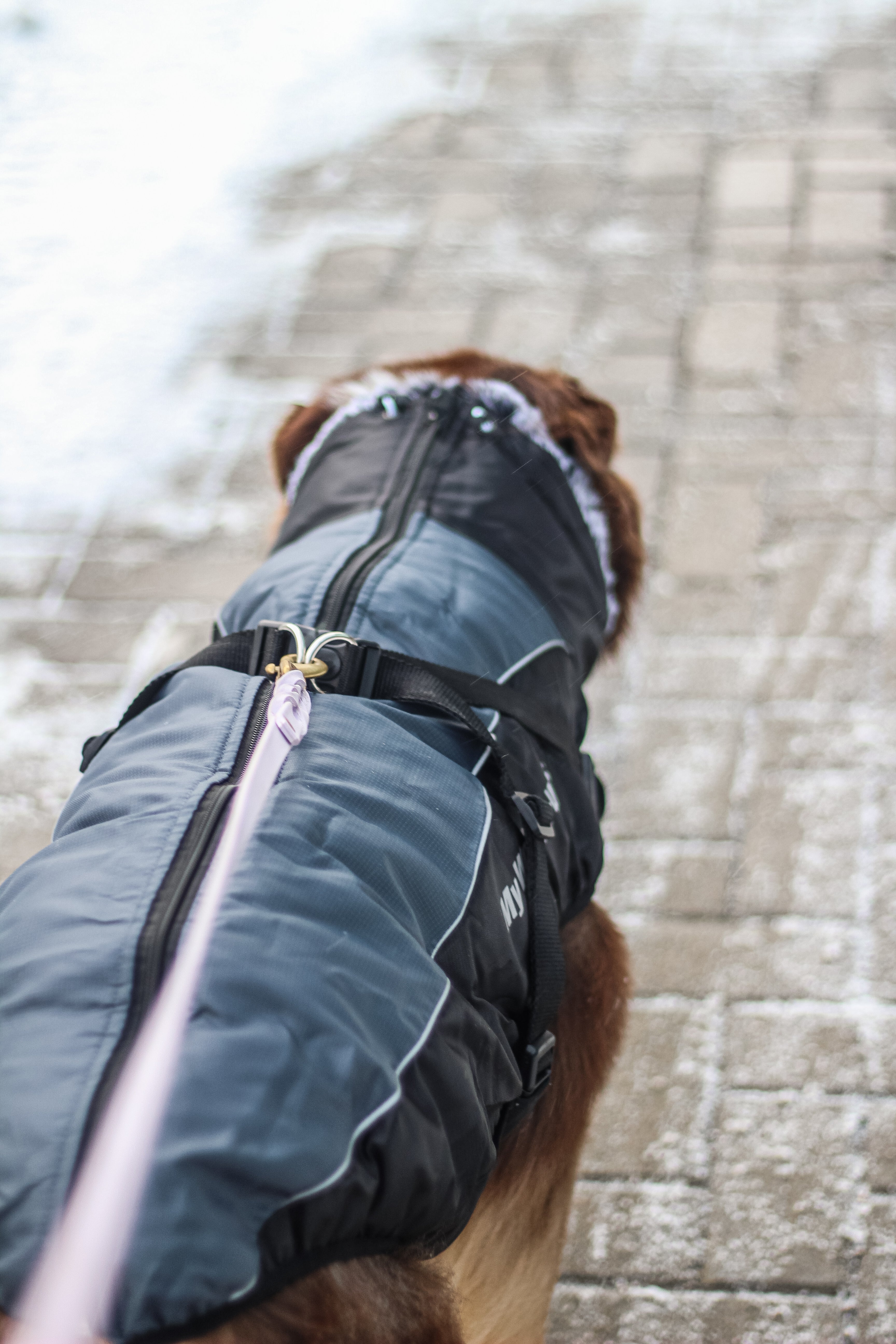 The sporty coat for large dogs