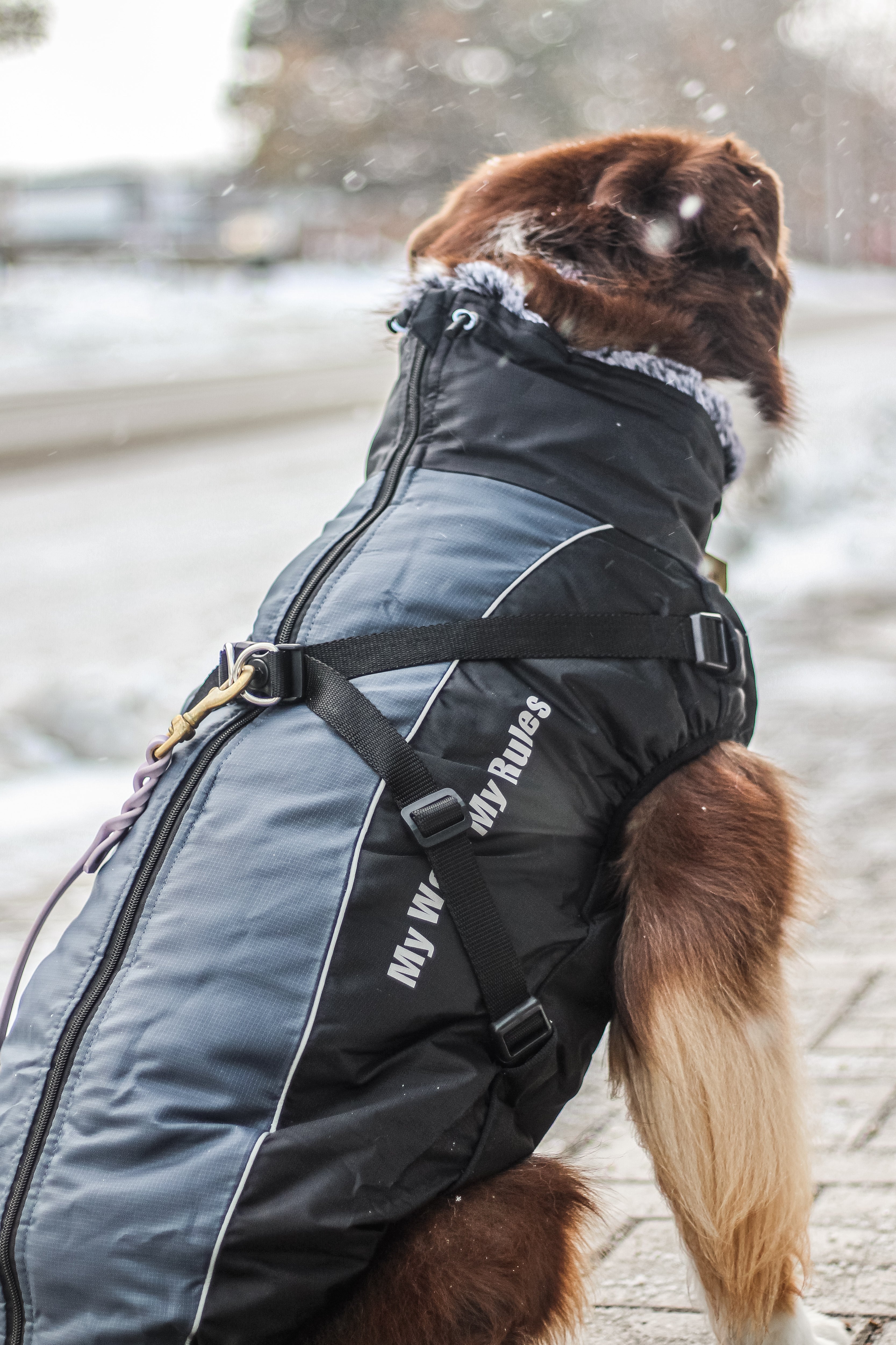 The sporty coat for large dogs