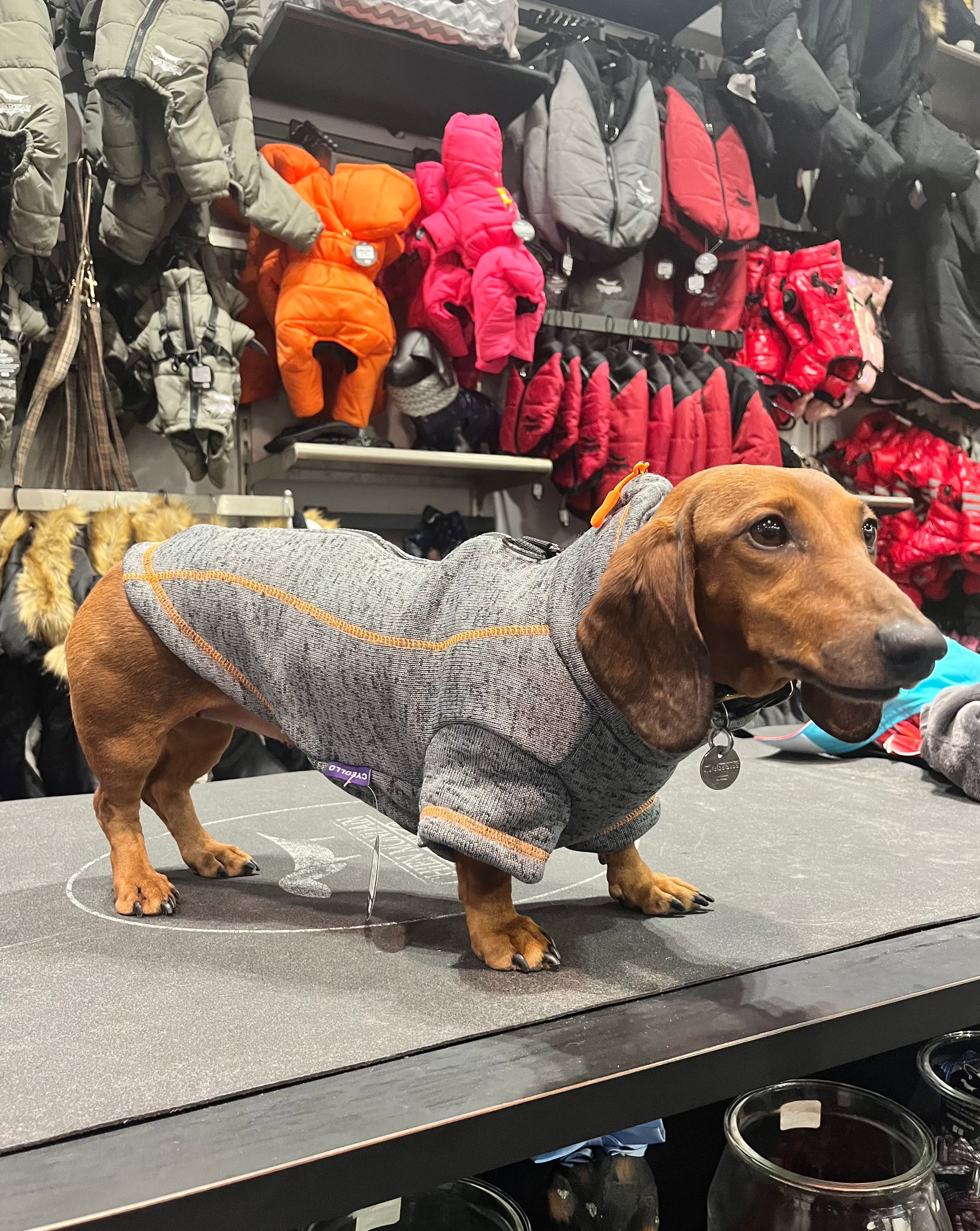 The sporty dog ​​jacket with integrated harness
