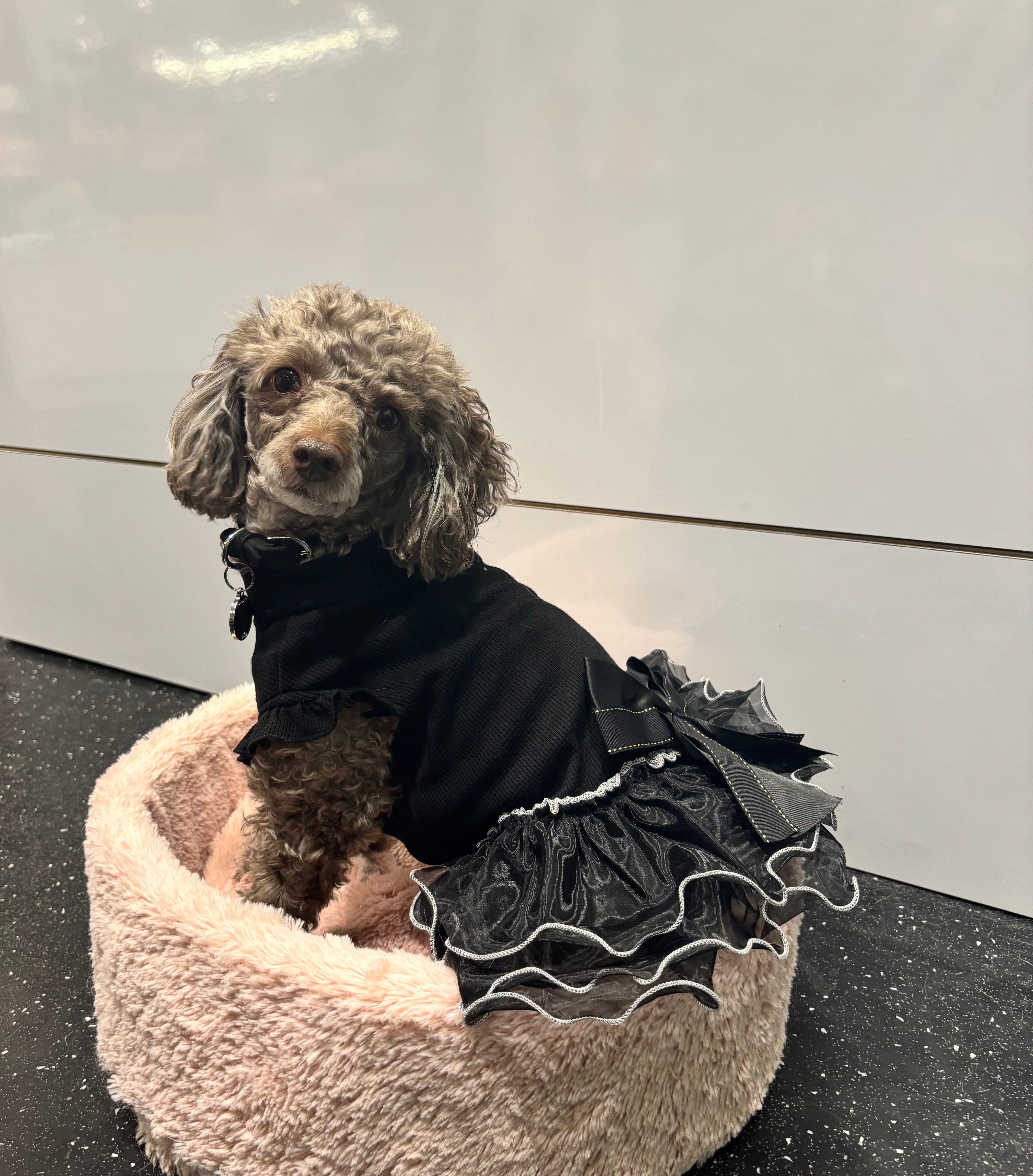 La robe pour chien de soirée noire