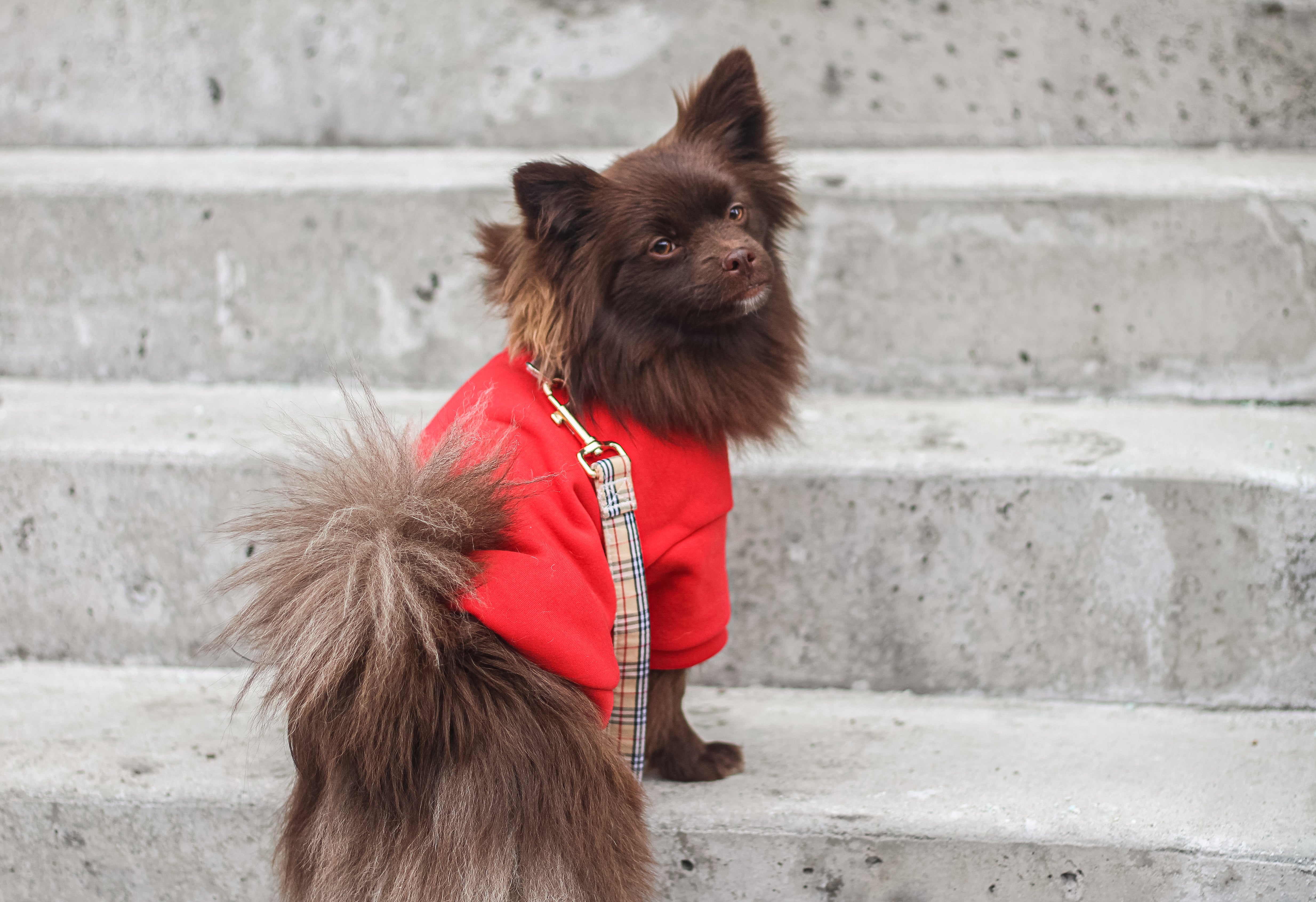 The plain red dog sweater