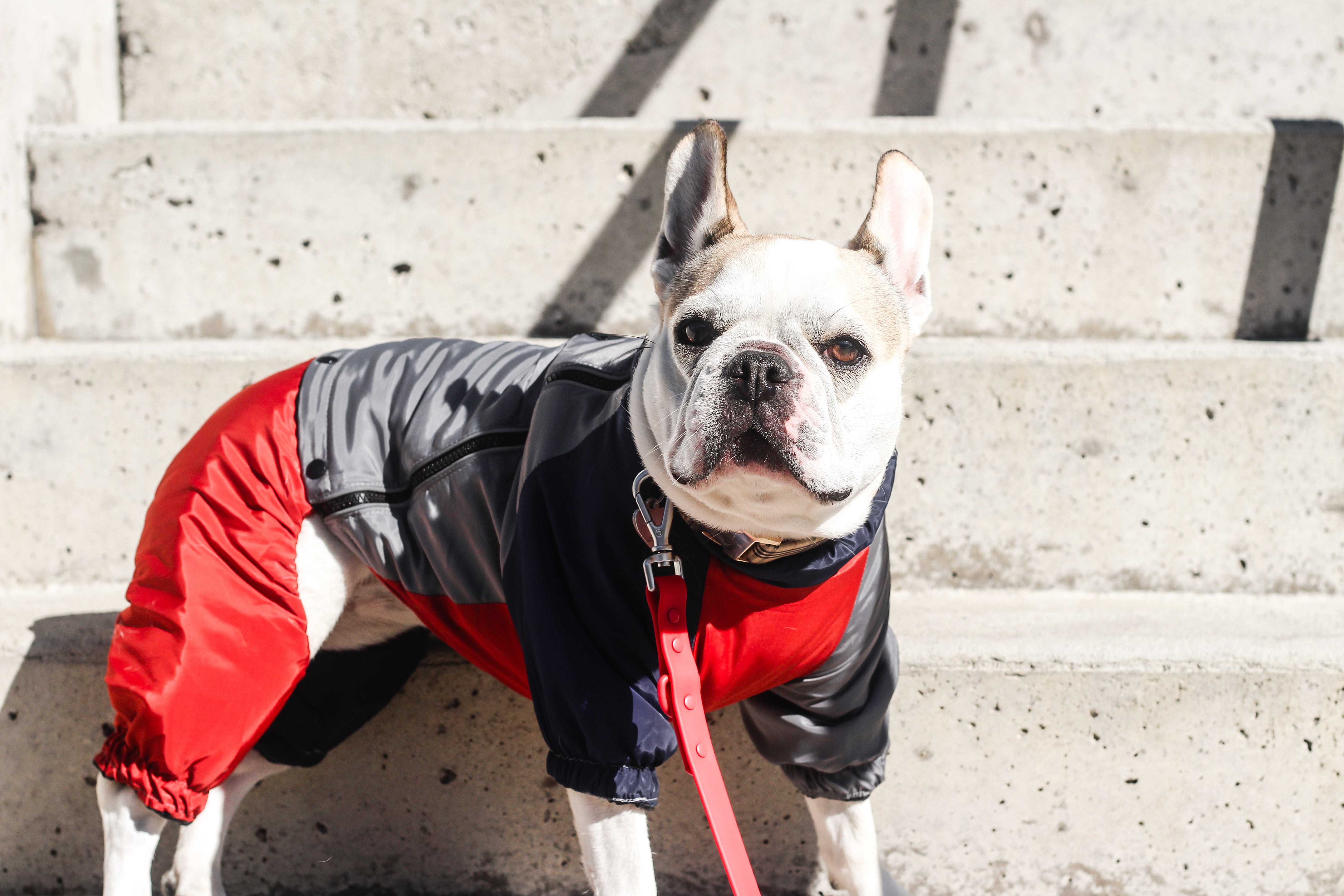 Le manteau pour chien quatre-pattes 2-en-1