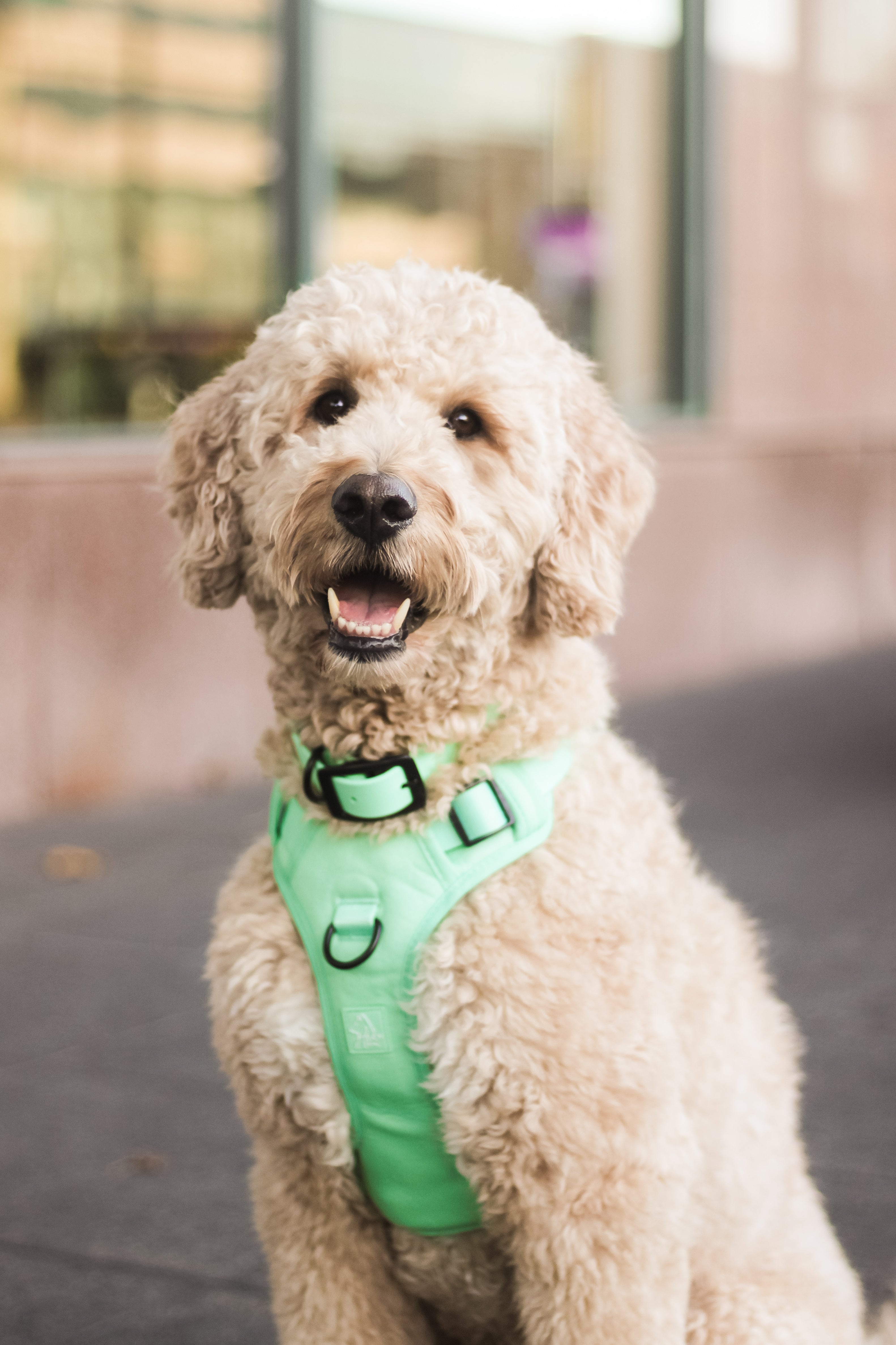 Le harnais Aiko pour chien néoprène Seafoam