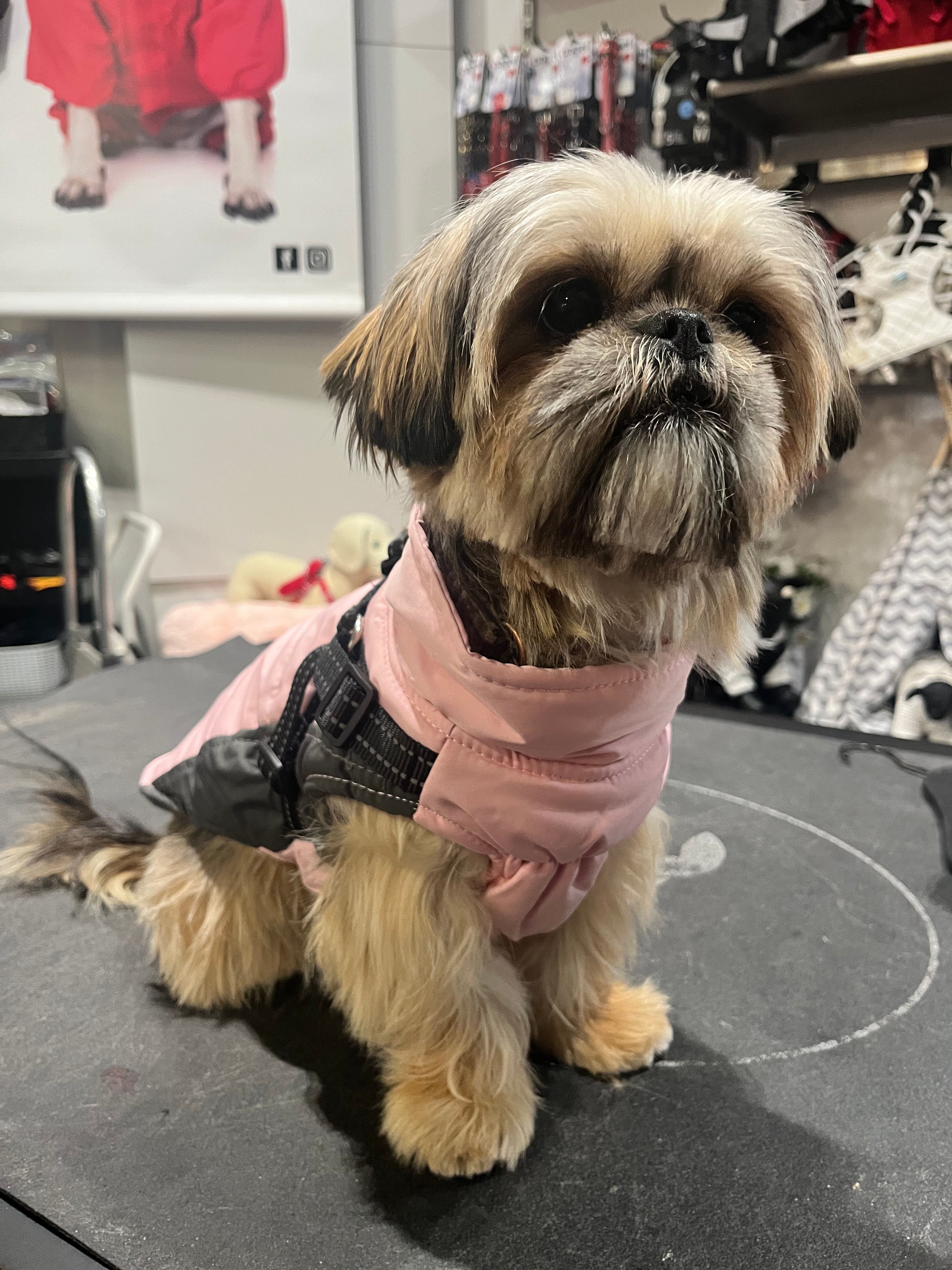 Le manteau pour chien rose et harnais