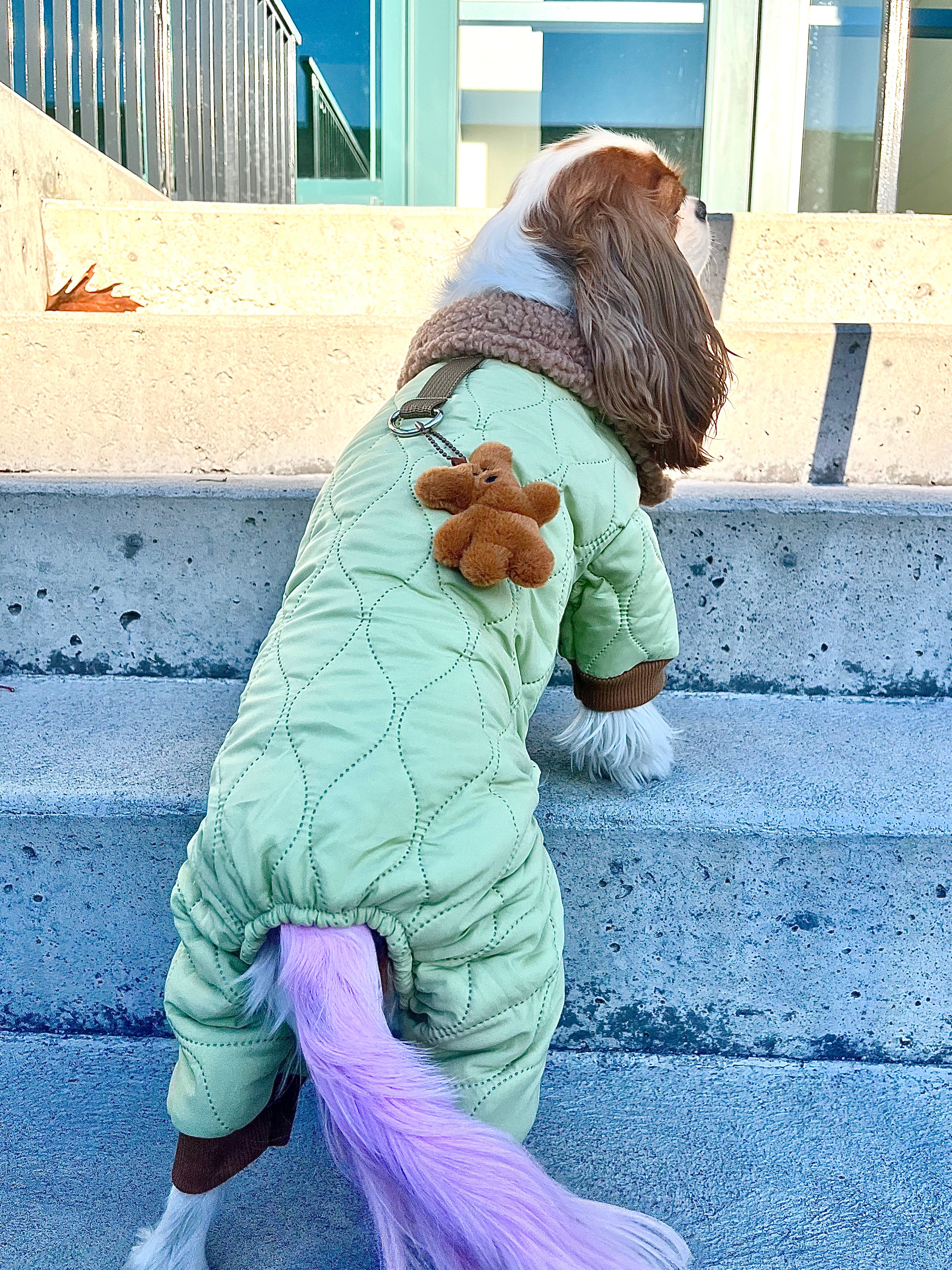 Le manteau pour chien quatre-pattes vert ourson