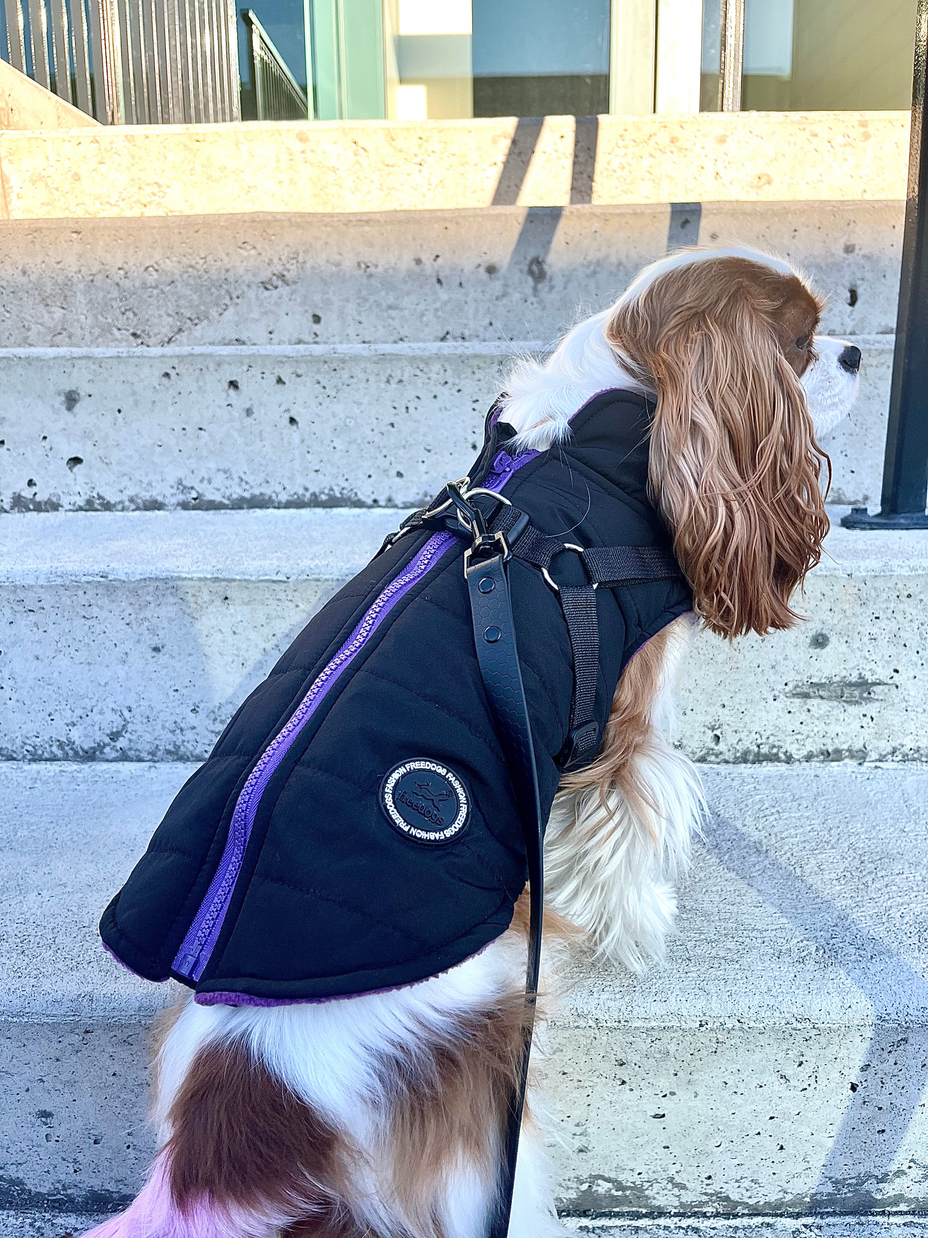 Le manteau pour chien mauve harnais