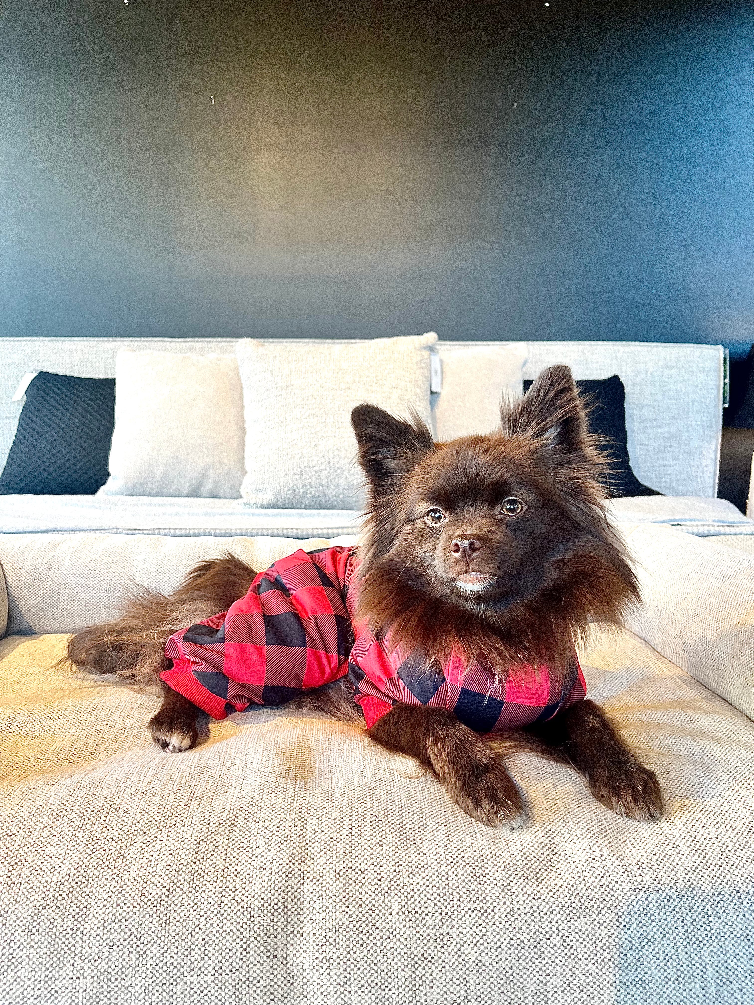 Le pyjama pour chien bûcheron