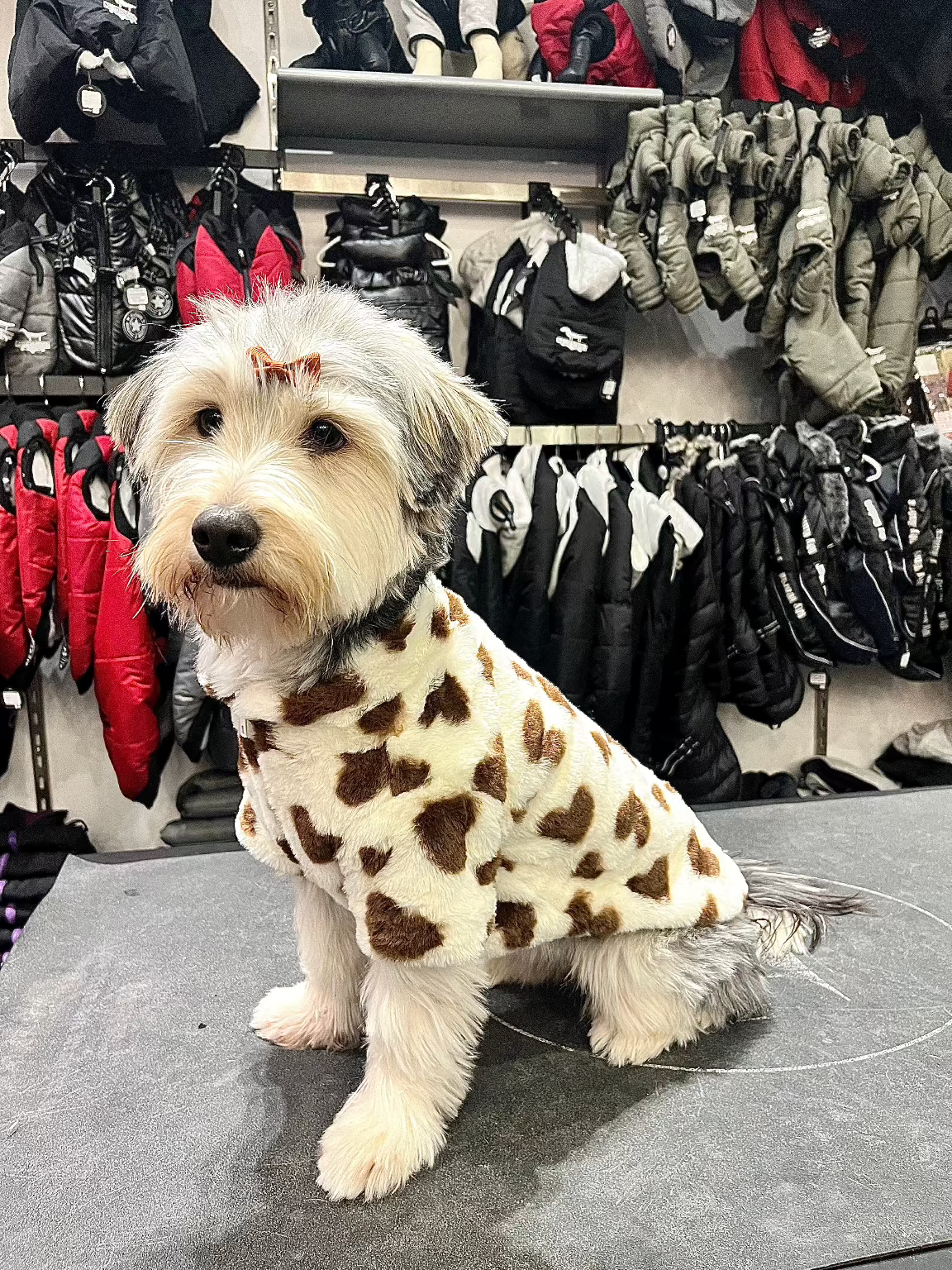 La veste pour chien chaude avec motifs coeurs