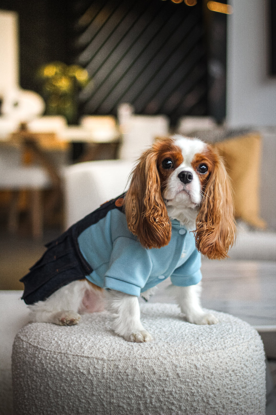 La robe pour chien jeans