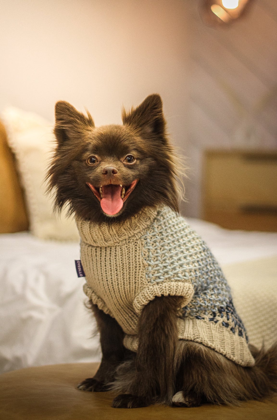 Le tricot pour chien océan