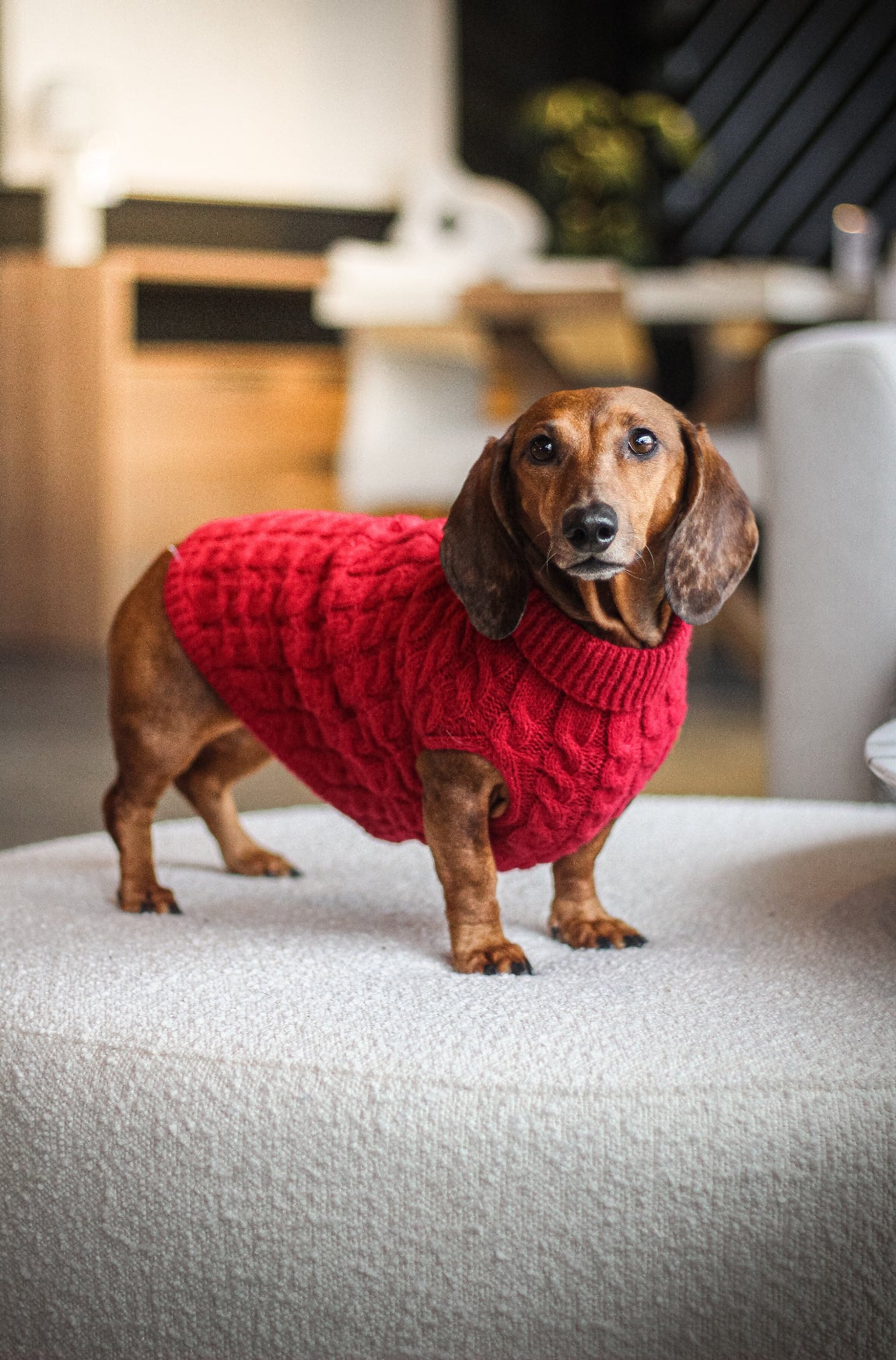 Le tricot pour chien rouge